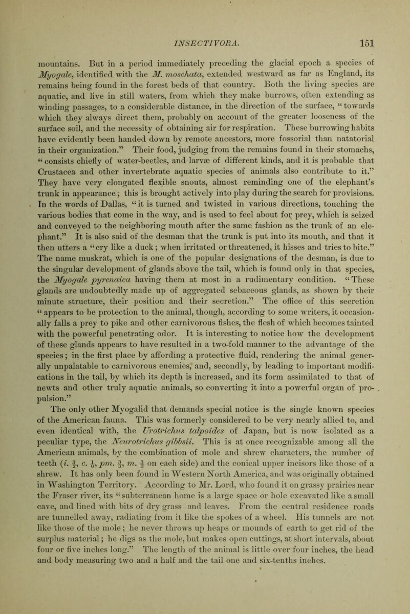 mountains. But in a period immediately preceding the glacial epoch a species of Myogale, identified with the M. moschata, extended westward as far as England, its remains being found in the forest beds of that country. Both the living species are aquatic, and live in still waters, from which they make burrows, often extending as winding passages, to a considerable distance, in the direction of the surface, “ towards which they always direct them, probably on account of the greater looseness of the surface soil, and the necessity of obtaining air for respiration. These burrowing habits have evidently been handed down by remote ancestors, more fossorial than natatorial in their organization.” Their food, judging from the remains found in their stomachs, “ consists chiefly of water-beetles, and larva) of different kinds, and it is probable that Crustacea and other invertebrate aquatic species of animals also contribute to it.” They have very elongated flexible snouts, almost reminding one of the elephant’s trunk in appearance; this is brought actively into play during the search for provisions. In the words of Dallas, “ it is turned and twisted in various directions, touching the various bodies that come in the way, and is used to feel about for prey, which is seized and conveyed to the neighboring mouth after the same fashion as the trunk of an ele- phant.” It is also said of the desman that the trunk is put into its mouth, and that it then utters a “cry like a duck; when irritated or threatened, it hisses and tries to bite.” The name muskrat, which is one of the popular designations of the desman, is due to the singular development of glands above the tail, which is found only in that species, the Myogale pyrenaica having them at most in a rudimentary condition. “These glands are undoubtedly made up of aggregated sebaceous glands, as shown by then- minute structure, their position and their secretion.” The office of this secretion “ appears to be protection to the animal, though, according to some writers, it occasion- ally falls a jn-ey to pike and other carnivorous fishes, the flesh of which becomes tainted with the powerful penetrating odor. It is interesting to notice how the development of these glands appears to have resulted in a two-fold manner to the advantage of the species; in the first place by affording a protective fluid, rendering the animal gener- ally unpalatable to carnivorous enemies, and, secondly, by leading to important modifi- cations in the tail, by which its depth is increased, and its form assimilated to that of newts and other truly aquatic animals, so converting it into a powerful organ of pro- pulsion.” The only other Myogalid that demands special notice is the single known species of the American fauna. This was formerly considered to be very nearly allied to, and even identical with, the Urotrichns talpoicles of Japan, but is now isolated as a peculiar type, the JYeurotrichus gibbsii. This is at once recognizable among all the American animals, by the combination of mole and shrew characters, the number of teeth (i. §, c. pm. jj, m. § on each side) and the conical upper incisors like those of a shrew. It has only been found in Western North America, and was originally obtained in Washington Territory. According to Mr. Lord, who found it on grassy prairies near the Fraser river, its “subterranean home is a large space or hole excavated like a small cave, and lined with bits of dry grass and leaves. From the central residence roads are tunnelled away, radiating from it like the spokes of a wheel. Ilis tunnels are not like those of the mole; he never throws up heaps or mounds of earth to get rid of the surplus material; he digs as the mole, but makes open cuttings, at short intervals, about four or five inches long.” The length of the animal is little over four inches, the head and body measuring two and a half and the tail one and six-tenths inches.