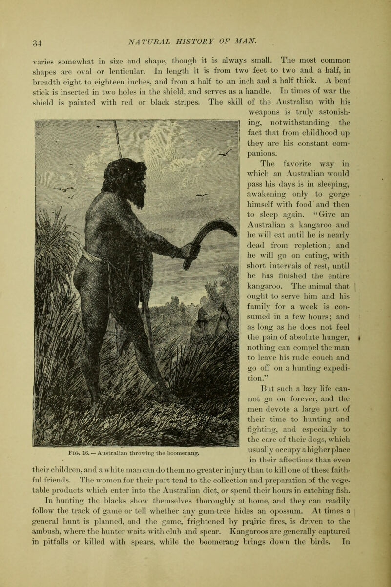 vurics soniewliat in size and shape, though it is always small. The most common sha]ies are oval or lenticular. In length it is from two feet to two and a half, in hreadth eight to eighteen inches, and from a half to an inch and a half thick. A hent stick is inserted in two holes in the shield, and serves as a handle. In times of war the shield is painted with red or black stripes. The skill of the Australian with Ins weapons is truly astonish- ing, notwitlistanding tlie fact that from childhood iij) they are his constant com- panions. Tlie favorite way in whicli an Australian would pass Ins days is in sleeping, awakening only to gorge himself witli food and then to sleep again. “Give an Australian a kangaroo and he will eat until he is nearly dead from repletion; and he will go on eating, with short intervals of rest, until he has finished the entii-e kangaroo. The animal that ought to serve him and his family for a week is con- sumed in a few hours; and as long as he does not feel the pain of absolute hunger, nothing can compel the man to leave his rude couch and go off on a hunting expedi- tion.” But such a lazy life can- not go on forever, and the men devote a large jxart of their time to hunting and fighting, and especially to the care of their dogs, which usually occuj)y a higher place in their affections than even their children, and a white man can do them no greater injury than to kill one of these faith- ful friends. The women for their ]>art tend to the collection and prej^aration of the vege- table jjrodncts which enter into the Australian diet, or spend their hours in catching fish. In hunting the blacks show themselves thoroughly at home, and they c.an readily follow the track of game or tell whether any gum-tree hides an o])OSSum. At times a general hunt is ])lanned, and the game, frightened by prqirie fires, is driven to the ambush, Avhere the hunter waits Avith club and spear. Kangaroos are generally captured in pitfalls or killed Avith spears, Avhile the boomerang brings doAvn the birds. In Fig. 16. — Australian throwing the boomerang.