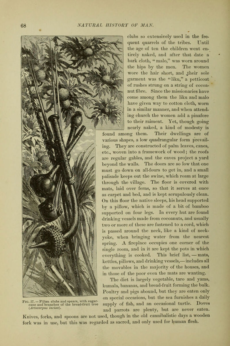 clubs so extensively used in the fre- quent quarrels of the tribes. Until the age of ten the children went en- tirely naked, and after that date a bark cloth, “ malo,” was worn around the hips by the men. The women wore the hair short, and ^their sole garment was the “liku,” a ]3etticoat of rushes strung on a string of cocoa- nut fibre. Since the missionaries have come among them the liku and malo have given way to cotton cloth, worn in a similar manner, and A\ hen attend- ing church the women add a pinafore to their raiment. Yet, though going nearly naked, a kind of modesty is found among them. Their dwellings are of various shapes, a low quadrangular form prevail- ing. They are constructed of palm leaves, canes, etc., woven into a framework of wood; the roofs are regular gables, and the eaves project a yard beyond tbe walls. The doors are so low that one must go down on all-fours to get in, and a small palisade keeps out the swine, which roam at large through the village. The floor is covered with mats, laid over ferns, so that it serves at once as carpet and bed, and is kept scrupulously clean. On this floor the native sleeps, his head supported by a pillow, which is made of a bit of bamboo supported on four legs. In every hut are found drinking vessels made from cocoanuts, and usually two or more of these are fastened to a cord, which is passed around the neck, like a kind of neck- yoke, when bringing water from the nearest spring. A fireplace occupies one corner of the single room, and in it are kept the pots in which everything is cooked. This brief list, — mats, kettles, pillows, and drinking vessels,— includes all the movables in the majority of the houses, and in those of the ]ioor even the mats are wanting. The diet is largely vegetable, taro and yams, kumala, bananas, and bread-fruit forming the bulk. Poultry and ])igs abound, but they are eaten only on s])ccial occasions, but the sea furnishes a daily supply of fish, and an occasional turtle. Doves and ])arrots are plenty, but are never eaten. Knives, forks, and spoons are not used, though in the old cannibalistic days a wooden fork was in use, but this was regarded as sacred, and only used for human flesh. Fig. 37. — Fijian clubs and spears, with sugar- cane and branches of the bread-fruit tree {Artocarpus incisa).