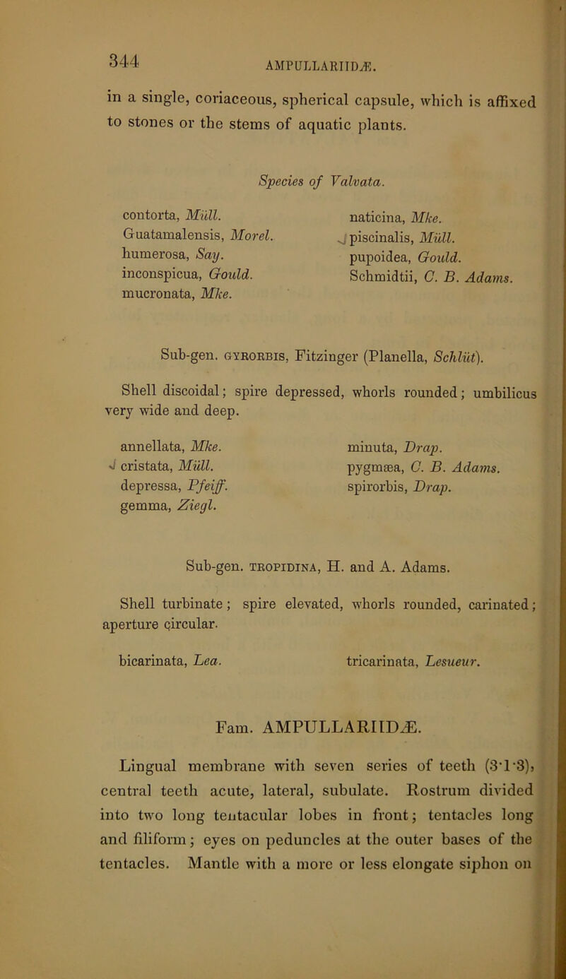 in a single, coriaceous, spherical capsule, which is affixed to stones or the stems of aquatic plants. Species of Valvata. contorta, Mull. Guatamalensis, Morel. liumerosa, Say. inconspicua, Gould. mucronata, Mice. naticina, Mice. A piscinalis, Mull. pupoidea, Gould. Schmidtii, C. B. Adams. Sub-gen. gyrorbis, Fitzinger (Planella, Schliit). depressed, whorls rounded; umbilicus Shell discoidal; spire very wide and deep. annellata, Mice. •J cristata, Mull. depressa, Pfeiff. gemma, Ziegl. minuta, Drap. pygmasa, C. B. Adams. spirorbis, Drap. Sub-gen. tropidina, H. and A. Adams. Shell turbinate; spire elevated, whorls rounded, carinated; aperture circular. bicarinata, Lea. tricarinata, Lesueur. Fam. AMPULLARIIDJ2. Lingual membrane with seven series of teeth (8'1‘3)> centra] teeth acute, lateral, subulate. Rostrum divided into two long tentacular lobes in front; tentacles long and filiform; eyes on peduncles at the outer bases of the tentacles. Mantle with a more or less elongate siphon on