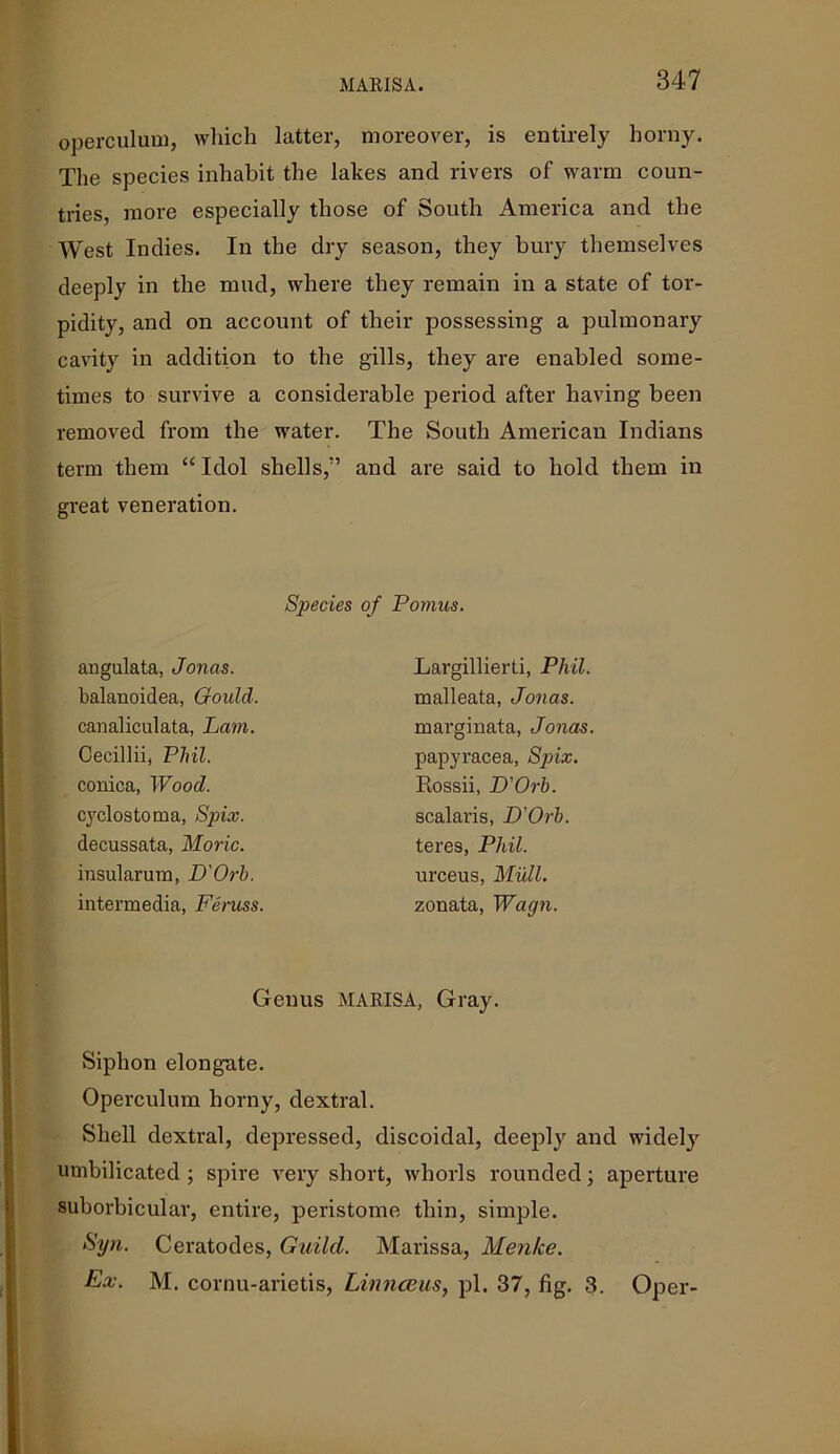 operculum, which latter, moreover, is entirely horny. The species inhabit the lakes and rivers of warm coun- tries, more especially those of South America and the West Indies. In the dry season, they bury themselves deeply in the mud, where they remain in a state of tor- pidity, and on account of their possessing a pulmonary cavity in addition to the gills, they are enabled some- times to survive a considerable period after having been removed from the water. The South American Indians term them “ Idol shells,” and are said to hold them in great veneration. Siphon elongate. Operculum horny, dextral. Shell dextral, depressed, discoidal, deeply and widely umbilicated ; spire very short, whorls rounded; aperture suborbicular, entire, peristome thin, simple. Syn. Ceratodes, Guild. Marissa, Menke. Ex. M. cornu-arietis, Linnaeus, pi. 37, fig. 3. Oper- Species of Pomus. angulata, Jonas. balanoidea, Gould. canaliculata, Lam. Cecillii, Phil. conica, Wood. cyclostoma, Spix. decussata, Moric. insularum, D'Orh. intermedia, Feruss. Largillierti, Phil. malleata, Jonas. marginata, Jonas. papyracea, Spix. Rossii, D'Orh. scalaris, D'Orh. teres, Phil. urceus, Mull. zonata, Wagn. Genus MARISA, Gray.