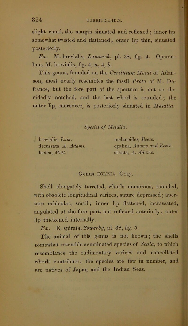 slight canal, the margin sinuated and reflexed ; inner lip somewhat twisted and flattened; outer lip thin, sinuated posteriorly. Ex. M. brevialis, Lamarck, pi. 38, fig. 4. Opercu- lum, M. brevialis, fig. 4, a, 4, b. This genus, founded on the CerUhium Mesal of Adan- son, most nearly resembles the fossil Proto of M. De- france, but the fore part of the aperture is not so de- cidedly notched, and the last whorl is rounded; the outer lip, moreover, is posteriorly sinuated in Mesalia. Shell elongately turreted, whorls numerous, rounded, with obsolete longitudinal varices, suture depressed; aper- ture orbicular, small; inner lip flattened, incrassated, angulated at the fore part, not reflexed anteriorly; outer lip thickened internally. Ex. E. spirata, Sowerby, pi. 38, fig. 5. The animal of this genus is not known; the shells somewhat resemble acuminated species of Scala, to which resemblance the rudimentary varices and cancellated whorls contribute; the species are few in number, and are natives of Japan and the Indian Seas. Species of Mesalia. 4 brevialis, Lam. decussata, A. Adams. lactea, Moll. melanoides, Reeve. opalina, Adams and Reeve. striata, A. Adams. Genus EGLISIA, Gray.