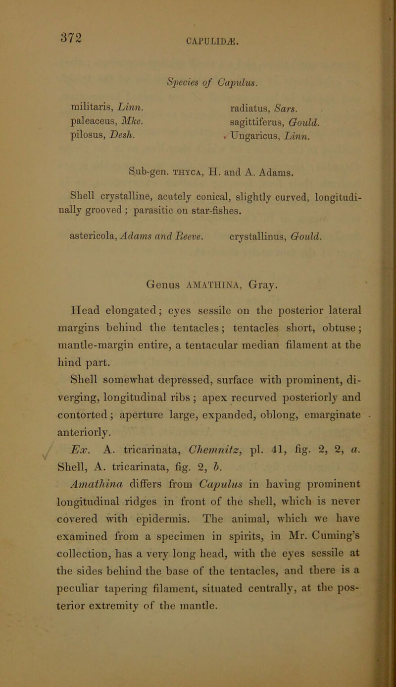 Species of Capulus. militaris, Linn. paleaceus, Mhe. pilosus, Desk. radiatus, Bars. sagittiferus, Gould. v Ungavicus, Linn. Sub-gen. thyca, H. and A. Adams. Shell crystalline, acutely conical, slightly curved, longitudi- nally grooved ; parasitic on star-fishes. astericola, Adams and Reeve. crystallinus, Gould. Genus AMATH1NA, Gray. Head elongated; eyes sessile on the posterior lateral margins behind the tentacles; tentacles short, obtuse; mantle-margin entire, a tentacular median filament at the hind part. Shell somewhat depressed, surface with prominent, di- verging, longitudinal ribs ; apex recurved posteriorly and contorted; aperture large, expanded, oblong, emarginate anteriorly. Ex. A. tricariuata, Chemnitz, pi. 41, fig. 2, 2, a. Shell, A. tricarinata, fig. 2, h. Amatliina differs from Capulus in having prominent longitudinal ridges in front of the shell, which is never covered with epidermis. The animal, which we have examined from a specimen in spirits, in Mr. Cuming’s collection, has a very long head, with the eyes sessile at the sides behind the base of the tentacles, and there is a peculiar tapering filament, situated centrally, at the pos- terior extremity of the mantle.