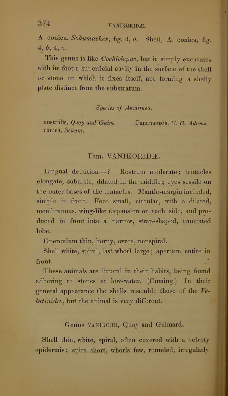 VANIK0RIM5. A. conica, Schumacher, fig. 4, a. Shell, A. conica, fig. 4, b, 4, c. This genus is like Cochlolepas, but it simply excavates with its foot a superficial cavity in the surface of the shell or stone on which it fixes itself, not forming a shelly plate distinct from the substratum. Species of Amalthea. australis, Quoy and Gaim. Panamensis, C. B. Adams. conica, Schum. Fam. VANIKORIM. Lingual dentition— ? Rostrum moderate; tentacles elongate, subulate, dilated in the middle; eyes sessile on the outer bases of the tentacles. Mantle-margin included, simple in front. Foot small, circular, with a dilated, membranous, wing-like expansion on each side, and pro- duced in front into a narrow, strap-shaped, truncated lobe. Operculum thin, horny, ovate, nonspiral. Shell white, spiral, last whorl large; aperture entire in front. These animals are littoral in their habits, being found adhering to stones at low-water. (Cuming.) In their general appearance the shells resemble those of the Ve- in tinidce, but the animal is very different. Genus VANIKORO, Quoy and Gaimard. Shell thin, white, spiral, often covered with a velvety epidermis; spire short, whorls few, rounded, irregularly