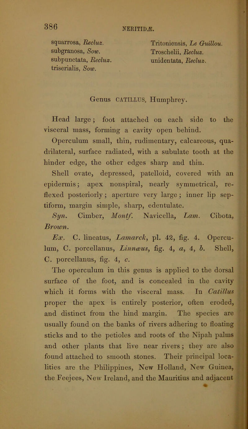 squarrosa, Recluz. subgranosa, Sow. subpunctata, Recluz. triserialis, Sow. Tritoniensis, Le Guillou. Troschelii, Recluz. unidentata, Recluz. Genus CATILLUS, Humphrey. Head large; foot attached on each side to the visceral mass, forming a cavity open behind. Operculum small, thin, rudimentary, calcareous, qua- drilateral, surface radiated, with a subulate tooth at the hinder edge, the other edges sharp and thin. Shell ovate, depressed, patelloid, covered with an epidermis; apex nonspiral, neai’ly symmetrica], re- flexed posteriorly; aperture very large ; inner lip sep- tiform, margin simple, sharp, edentulate. Syn. Cimber, Montf. Navicella, Lam. Cibota, Brown. Ex. C. lineatus, Lamarck, pi. 42, fig. 4. Opercu- lum, C. porcellanus, Linnaeus, fig. 4, a, 4, b. Shell, C. porcellanus, fig. 4, c. The operculum in this genus is applied to the dorsal surface of the foot, and is concealed in the cavity which it forms with the visceral mass. In Catillus proper the apex is entirely posterior, often eroded, and distinct from the hind margin. The species are usually found on the banks of rivers adhering to floating sticks and to the petioles and roots of the Nipah palms and other plants that live near rivers; they are also found attached to smooth stones. Their principal loca- lities are the Philippines, New Holland, New Guinea, the Feejees, New Ireland, and the Mauritius and adjacent