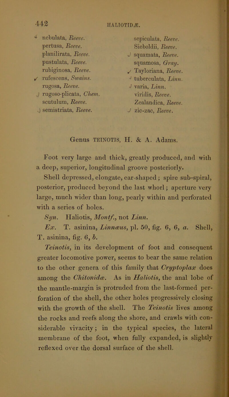 ■* nebulata, Reeve. pevtusa, Reeve. planilirata, Reeve. pustulata, Reeve. rubiginosa, Reeve. squamosa, Gray. / Tayloriana, Reeve. J tuberculata, Linn. J varia, Linn. Sieboklii, Reeve. J squamata, Reeve. sepiculata, Reeve. / vufescens, Swains. rugosa, Reeve. rugoso-plicata, Chern. scutulum, Reeve. Zealandica, Reeve. J zic-zac, Reeve. viridis, Reeve. semistriata, Reeve. Genus TEINOTIS, H. & A. Adams. Foot very large and thick, greatly produced, and with a deep, superior, longitudinal groove posteriorly. Shell depressed, elongate, ear-shaped ; spire sub-spiral, posterior, produced beyond the last whorl; aperture very large, much wider than long, pearly within and perforated with a series of holes. Syn. Haliotis, Mont/., not Linn. Ex. T. asinina, Linnaeus, pi. 50, fig. 6, 6, a. Shell, T. asinina, fig. G, b. Teinotis, in its development of foot and consequent greater locomotive power, seems to bear the same relation to the other genera of this family that Crypioplax does among the Cliitonidce. As in Haliotis, the anal lobe of the mantle-margin is protruded from the last-formed per- foration of the shell, the other holes progressively closing with the growth of the shell. The Teinotis lives among the rocks and reefs along the shore, and crawls with con- siderable vivacity; in the typical species, the lateral membrane of the foot, when fully expanded, is slightly reflexed over the dorsal surface of the shell.