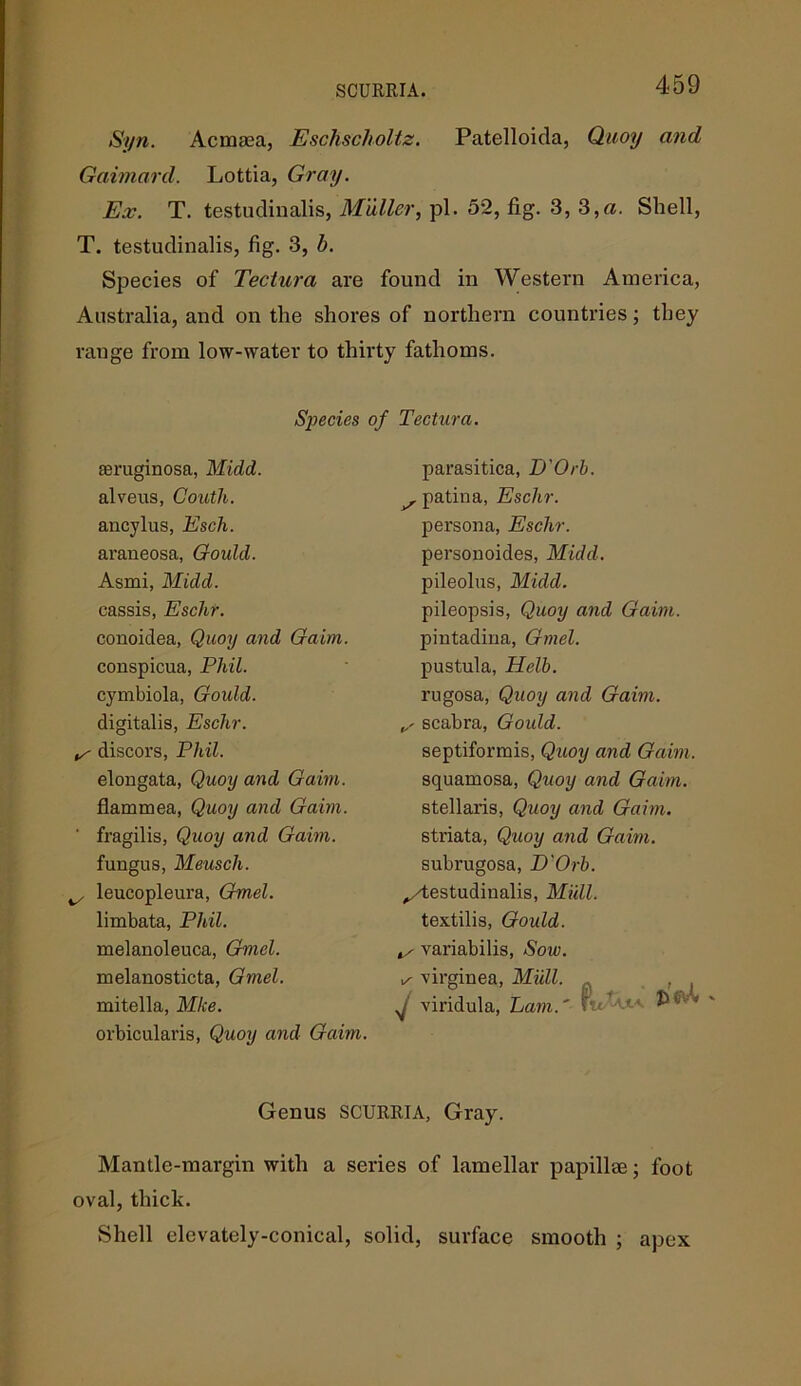 SCURRIA. Syn. Acmaea, Eschscholtz. Patelloida, Quoy and Gaimard. Lottia, Gray. Ex. T. testudinalis, Muller, pi. 52, fig. 3, 3,a. Shell, T. testudinalis, fig. 3, b. Species of Tectura are found in Western America, Australia, and on the shores of northern countries; they range from low-water to thirty fathoms. Species of Tectura. aeruginosa, Midd. alveus, Couth. ancylus, Esch. araneosa, Goidd. Asmi, Midd. cassis, Eschr. conoidea, Quoy and Gaim. conspicua, Phil. cymbiola, Gould. digitalis, Eschr. is discors, Phil. elongata, Quoy and Gaim. flammea, Quoy and Gaim. ' fragilis, Quoy and Gaim. fungus, Meusch. ^ leucopleura, Gmel. limbata, Phil. melanoleuca, Gmel. melanosticta, Gmel. mitella, Mke. orbicularis, Quoy and Gaim. parasitica, D'Orb. ^ patina, Eschr. persona, Eschr. personoides, Midd. pileolus, Midd. pileopsis, Quoy and Gaim. pintadina, Gmel. pustula, Helb. rugosa, Quoy and Gaim. s scabra, Gould. septiformis, Quoy and Gaim. squamosa, Quoy and Gaim. stellaris, Quoy and Gaim. striata, Quoy and Gaim. subrugosa, D'Orb. ^/testudinalis, Mull. textilis, Gould. tx variabilis, Sow. x virginea, Miill. , y viridula, Lam.' IW'Ua.' Genus SCURRIA, Gray. Mantle-margin with a series of lamellar papillae; foot oval, thick. Shell elevately-conical, solid, surface smooth ; apex