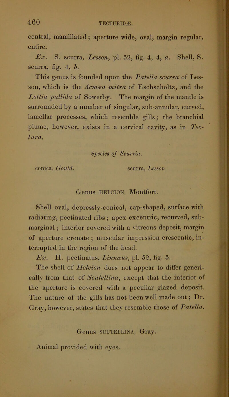 central, raamillated; aperture wide, oval, margin regular, entire. Ex. S. scurra, Lesson, pi. 52, fig. 4, 4, a. Shell, S. scurra, fig. 4, b. This genus is founded upon the Patella scurra of Les- son, which is the Acmcea mitra of Eschsclioltz, and the Loltia pallida of Sowerby. The margin of the mantle is surrounded by a number of singular, sub-annular, curved, lamellar processes, which resemble gills; the branchial plume, however, exists in a cervical cavity, as in Tec- tura, Species of Scurria. conica, Gould. scurra, Lesson. Genus HELCION, Montfort, Shell oval, depressly-conical, cap-shaped, surface with radiating, pectinated ribs; apex excentric, recurved, sub- marginal ; interior covered with a vitreous deposit, margin of aperture crenate ; muscular impression crescentic, in- terrupted in the region of the head. Ex. H. pectinatus, Linnaeus, pi. 52, fig. 5. The shell of Helcion does not appear to differ generi- cally from that of Sculellina, except that the interior of the aperture is covered with a peculiar glazed deposit. The nature of the gills has not been well made out; Dr. Gray, however, states that they resemble those of Patella. Genus SCUTELLINA, Gray. Animal provided with eyes.