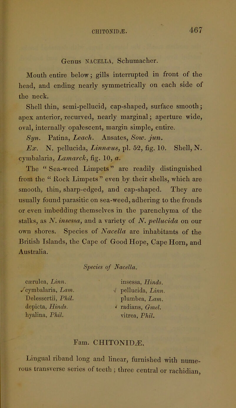 Genus NACELLA, Schumacher. Mouth entire below; gills interrupted in front of the head, and ending nearly symmetrically on each side of the neck. Shell thin, semi-pellucid, cap-shaped, surface smooth; apex anterior, recurved, nearly marginal; aperture wide, oval, internally opalescent, margin simple, entire. Syn. Patina, Lecicli. Ansates, Sow. jun. Ex. N. pellucida, Linnaeus, pi. 52, fig. 10. Shell, N. cymbalaria, Lamarck, fig. 10, a. The “ Sea-weed Limpets ” are readily distinguished from the “ Rock Limpets ” even by their shells, which are smooth, thin, sharp-edged, and cap-shaped. They are usually found parasitic on sea-weed, adhering to the fronds or even imbedding themselves in the parenchyma of the stalks, as N. insessa, and a variety of N. 'pellucida on our own shores. Species of Nacella are inhabitants of the British Islands, the Cape of Good Hope, Cape Horn, and Australia. Species of Nacella. caerulea, Linn. /cymbalaria, Lam. Delessertii, Phil. depicta, Hinds. hyalina, Phil. insessa, Hinds. >/ pellucida, Linn plumbea, Lam. v radians, Gmel. vitrea, Phil. Fam. CHITONIDriE. Lingual riband long and linear, furnished with nume- rous transverse series of teeth ; three central or rachidian,