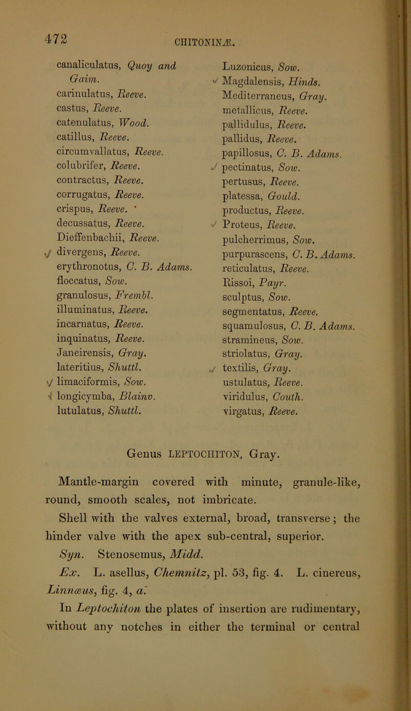 canaliculatus, Quoy and Gaim. carinulatus, Reeve. castus, Reeve. catenulatus, Wood. catillus, Reeve. circumvallatus, Reeve. colubrifer, Reeve. contractus, Reeve. corrugatus, Reeve. crispus, Reeve. ' decussatus, Reeve. DiefFenbachii, Reeve. xj divergens, Reeve. erythronotus, C. B. Adams. floccatus, Sow. granulosus, Frembl. illuminatus, Reeve. incarnatus, Reeve. inquinatus, Reeve. Janeirensis, Gray. lateritius, Shuttl. V limaciformis, Sow. <1 longicymba, Blainv. lutulatus, Shuttl. Luzonicus, Sow. u Magdalensis, Hinds. Mediterraneus, Gray. metallicus, Reeve. pallidulus, Reeve. pallidus, Reeve. papillosus, C. B. Adams. J pectinatus, Sow. pertusus, Reeve. platessa, Gould. productus, Reeve. J Proteus, Reeve. pulcherrimus, Soic. purpurascens, C. B. Adams. reticulatus, Reeve. Rissoi, Payr. sculptus, Sow. segmentatus, Reeve. squamulosus, C. B. Adams. stramineus, Sow. striolatus, Gray. j textilis, Gray. ustulatus, Reeve. viridulus, Couth. virgatus, Reeve. Genus LEPTOCHITON, Gray. Mantle-margin covered with minute, granule-like, round, smooth scales, not imbricate. Shell with the valves external, broad, transverse; the hinder valve with the apex sub-central, superior. Syn. Stenosemus, Midd. Ex. L. asellus, Chemnitz, pi. 53, fig. 4. L. cinereus, Linnaeus, fig. 4, a'. In Leptochiton the plates of insertion are rudimentary, without any notches in either the terminal or central