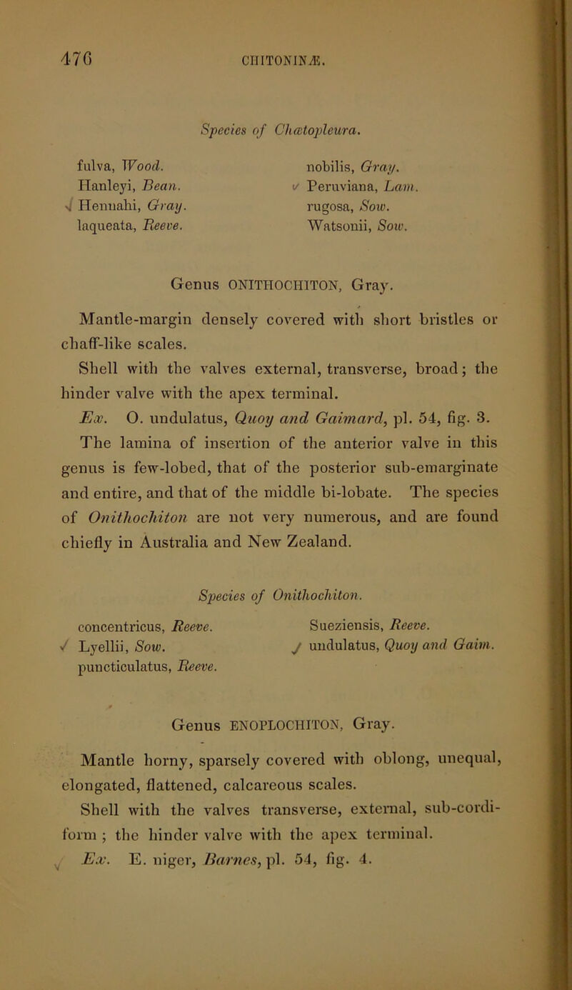 Species of Chailopleura. fulva, Wood. Hanleyi, Bean. s Hennahi, Gray. laqueata, Reeve. nobilis, Gray, a Peruviana, Lam rugosa, Sow. Watsonii, Soiv. Genus ONITHOCHITON, Gray. Mantle-margin densely covered with short bristles or chafT-like scales. Shell with the valves external, transverse, broad; the hinder valve with the apex terminal. Ex. O. undulatus, Quoy and Gaimard, pi. 54, fig. 3. The lamina of insertion of the anterior valve in this genus is few-lobed, that of the posterior sub-emarginate and entire, and that of the middle bi-lobate. The species of Onithochiton are not very numerous, and are found chiefly in Australia and New Zealand. Species of Onithochiton. concentricus, Reeve. Sueziensis, Reeve. / Lyellii, Sow. J undulatus, Quoy and Gaim. puncticulatus, Reeve. Genus ENOPLOCHITON, Gray. Mantle horny, sparsely covered with oblong, unequal, elongated, flattened, calcareous scales. Shell with the valves transverse, external, sub-cordi- form ; the hinder valve with the apex terminal. E.v. E. niger, Barnes, pi. 54, fig. 4.