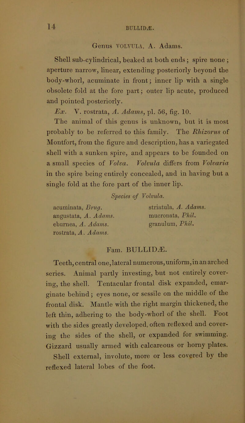 Genus VOLVULA, A. Adams. Shell sub-cylindrical, beaked at both ends; spire none ; aperture narrow, linear, extending posteriorly beyond the body-wliorl, acuminate in front; inner lip with a single obsolete fold at the fore part; outer lip acute, produced and pointed posteriorly. Ex. V. rostrata, A. Adams, pi. 56, fig. 10. The animal of this genus is unknown, but it is most probably to be referred to this family. The Rliizorus of Montfort, from the figure and description, has a variegated shell with a sunken spire, and appears to be founded on a small species of Volva. Volvula differs from Volvaria in the spire being entirely concealed, and in having but a single fold at the fore part of the inner lip. Teeth, central one,lateral numerous, uniform,in an arched series. Animal partly investing, but not entirely cover- ing, the shell. Tentacular frontal disk expanded, emar- ginate behind; eyes none, or sessile on the middle of the frontal disk. Mantle with the right margin thickened, the left thin, adhering to the body-whorl of the shell. Foot with the sides greatly developed, often reflexed and cover- ing the sides of the shell, or expanded for swimming. Gizzard usually armed with calcareous or horny plates. Shell external, involute, more or less covered by the reflexed lateral lobes of the foot. Species of Volvula. acuminata, Brug. angustata, A. Adams. eburnea, A. Adams. rostrata, A. Adams. striatula, A. Adams. mucronata, Phil. granulum, Phil. Fam. BULLIDJE.