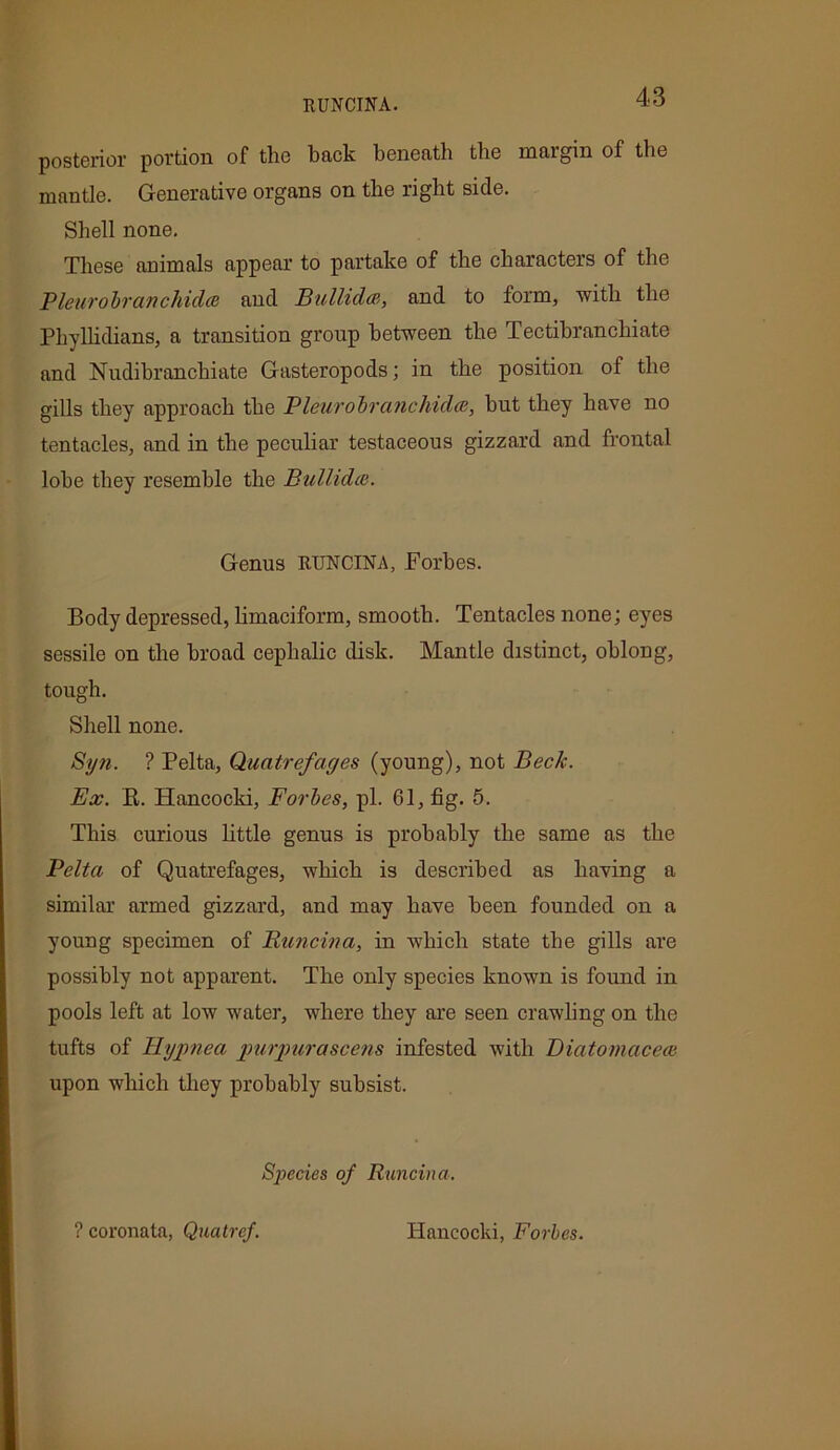 RUNCINA. posterior portion of the back beneath the maigin of the mantle. Generative organs on the right side. Shell none. These animals appear to partake of the characters of the Pie tiro bran chidce and Bullidce, and to form, with the Phyllidians, a transition group between the Tectibranchiate and Nudibranchiate Gasteropods; in the position of the gills they approach the Pleurobranchidie, but they have no tentacles, and in the peculiar testaceous gizzard and frontal lobe they resemble the Bullidie. Genus RUNCINA, Forbes. Body depressed, limaciform, smooth. Tentacles none; eyes sessile on the broad cephalic disk. Mantle distinct, oblong, tough. Shell none. Syn. ? Pelta, Quatrefages (young), not Beck. Ex. B. Hancocki, Forbes, pi. 61, fig. 5. This curious little genus is probably the same as the Pelta of Quatrefages, which is described as having a similar armed gizzard, and may have been founded on a young specimen of Runcina, in which state the gills are possibly not apparent. The only species known is found in pools left at low water, where they are seen crawling on the tufts of Hypnea purpurascens infested with Biatomacece upon which they probably subsist. Species of Runcina. ? coronata, Quatref. Hancocki, Forbes.