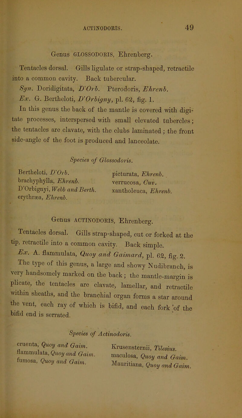 Genus glossodoris, Ehrenberg. Tentacles dorsal. Gills ligulate or strap-shaped, retractile into a common cavity. Back tubercular. Syn. Doridigitata, D'Orb. Pterodoris, Ehrenb. Ex. G. Bertheloti, D'Orbigny, pi. 62, fig. 1. In this genus the back of the mantle is covered with digi- tate processes, interspersed -with small elevated tubercles; the tentacles are clavate, with the clubs laminated; the front side-angle of the foot is produced and lanceolate. Species of Glossodoris. Bertheloti, D'Orb. picturata, Ehrenb. brachyphylla, Ehrenb. verrucosa, Cuv. D Orbignyi, Webb and Berth. xantholeuca, Ehrenb. erythrsea, Ehrenb. Genus ACTINODORIS, Ehrenberg. Tentacles dorsal. Gills strap-shaped, cut or forked at the tip, retractile into a common cavity. Back simple. Ex. A. flammulata, Quoy and Gaimard, pi. 62, fig. 2. The type of this genus, a large and showy Nudibranch, is very handsomely marked on the hack; the mantle-margin is plicate, the tentacles are clavate, lamellar, and retractile within sheaths, and the branchial organ forms a star around the vent, each ray of which is bifid, and each fork of the bifid end is serrated. Species of Actinodoris. cruenta, Quoy and Gaim. flammulata, Quoy and Gaim. fumosa, Quoy and Gaim. Ivrusensternii, Tilesius. maculosa, Quoy and Gaim. Mauritiana, Quoy and Gaim.