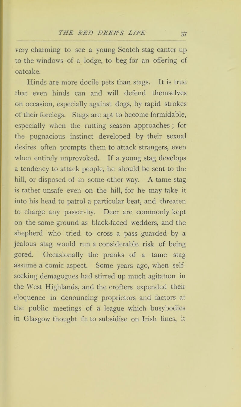 very charming to see a young Scotch stag canter up to the windows of a lodge, to beg for an offering of oatcake. Hinds are more docile pets than stags. It is true that even hinds can and will defend themselves on occasion, especially against dogs, by rapid strokes of their forelegs. Stags are apt to become formidable, especially when the rutting season approaches ; for the pugnacious instinct developed by their se.xual desires often prompts them to attack strangers, even when entirely unprovoked. If a young stag develops a tendency to attack people, he should be sent to the hill, or disposed of in some other way. A tame stag is rather unsafe even on the hill, for he may take it into his head to patrol a particular beat, and threaten to charge any passer-by. Deer are commonly kept on the same ground as black-faced wedders, and the shepherd who tried to cross a pass guarded by a jealous stag would run a considerable risk of being gored. Occasionally the pranks of a tame stag assume a comic aspect. Some years ago, when self- seeking demagogues had stirred up much agitation in the West Highlands, and the crofters expended their eloquence in denouncing proprietors and factors at the public meetings of a league which busybodies in Glasgow thought tit to subsidise on Irish lines, it