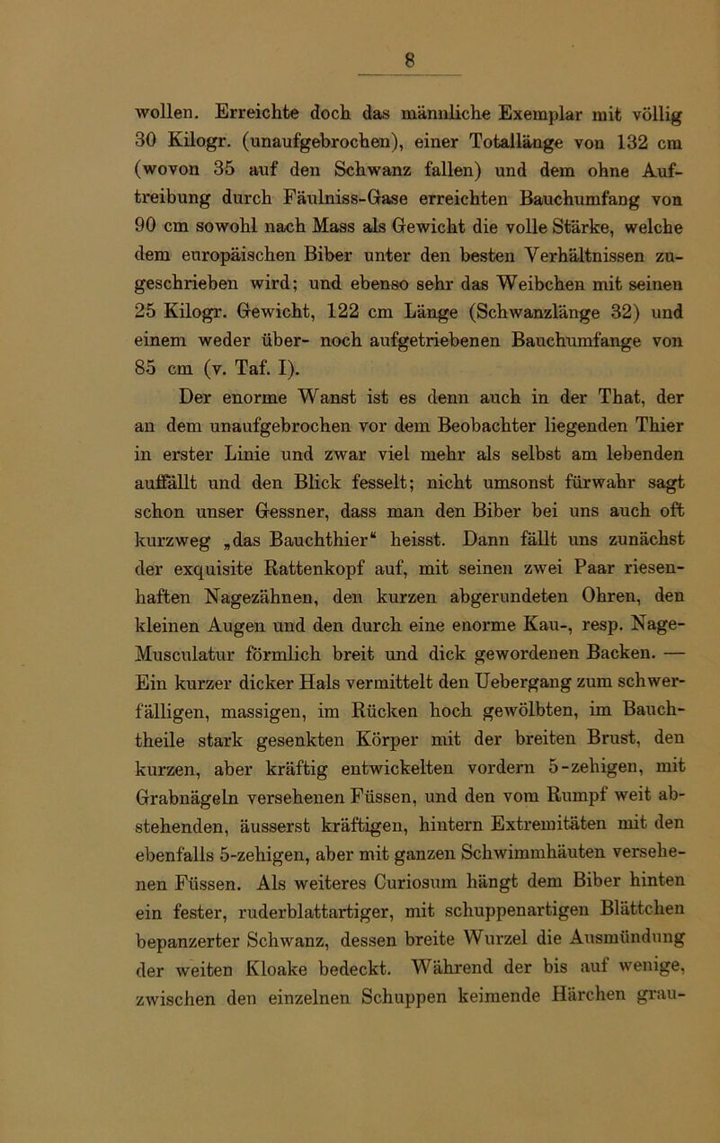wollen. Erreichte doch das männliche Exemplar mit völlig 30 Kilogr. (unaufgebrochen), einer Totallänge von 132 cm (wovon 35 auf den Schwanz fallen) und dem ohne Auf- treibung durch Fäulniss-Gase erreichten Bauchumfang von 90 cm sowohl nach Mass als Gewicht die volle Stärke, welche dem europäischen Biber unter den besten Verhältnissen zu- geschrieben wird; und ebenso sehr das Weibchen mit seinen 25 Kilogr. Gewicht, 122 cm Länge (Schwanzlänge 32) und einem weder über- noch aufgetriebenen Bauchumfange von 85 cm (v. Taf. I). Der enorme Wanst ist es denn auch in der That, der an dem unaufgebrochen vor dem Beobachter liegenden Thier in erster Linie und zwar viel mehr als selbst am lebenden aulfällt und den Blick fesselt; nicht umsonst fürwahr sagt schon unser Gessner, dass man den Biber bei uns auch oft kurzweg „das Bauchthier“ heisst. Dann fällt uns zunächst der exquisite Rattenkopf auf, mit seinen zwei Paar riesen- haften Nagezähnen, den kurzen abgerundeten Ohren, den kleinen Augen und den durch eine enorme Kau-, resp. Nage- Musculatur förmlich breit und dick gewordenen Backen. — Ein kurzer dicker Hals vermittelt den Uebergang zum schwer- fälligen, massigen, im Rücken hoch gewölbten, im Bauch- theile stark gesenkten Körper mit der breiten Brust, den kurzen, aber kräftig entwickelten vordem 5-zehigen, mit Grabnägeln versehenen Füssen, und den vom Rumpf weit ab- stehenden, äusserst kräftigen, hintern Extremitäten mit den ebenfalls 5-zehigen, aber mit ganzen Schwimmhäuten versehe- nen Füssen. Als weiteres Curiosum hängt dem Biber hinten ein fester, ruderblattartiger, mit schuppenartigen Blättchen bepanzerter Schwanz, dessen breite Wurzel die Ausmündung der weiten Kloake bedeckt. Während der bis auf wenige, zwischen den einzelnen Schuppen keimende Härchen grau-