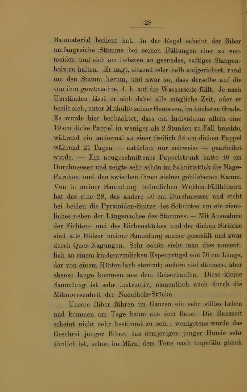 Baumaterial bedient hat. In der Regel scheint der Biber umfangreiche Stämme bei seinen Fällungen eher zu ver- meiden und sich am liebsten an gesundes, saftiges Stangen- holz zu halten. Er nagt, sitzend oder halb aufgerichtet, rund um den Stamm herum, und zwar so, dass derselbe auf die von ihm gewünschte, d. h. auf die Wasserseite fällt. Je nach Umständen lässt er sich dabei alle mögliche Zeit, oder er beeilt sich, unter Mithülfe seiner Genossen, im höchsten Grade. Es wurde hier beobachtet, dass ein Individuum allein eine 10 cm dicke Pappel in weniger als 2 Stunden zu Fall brachte, während ein andermal an einer freilich 34 cm dicken Pappel während 21 Tagen — natürlich nur zeitweise — gearbeitet wurde. — Ein neugeschnittener Pappelstrunk hatte 40 cm Durchmesser und zeigte sehr schön im Schnittstück die Nage- Furchen und den zwischen ihnen stehen gebliebenen Kamm. Von in meiner Sammlung befindlichen Weiden-Fällhölzern hat das eine 28, das andere 30 cm Durchmesser und steht bei beiden die Pyramiden-Spitze des Schnittes um ein ziem- liches neben der Längenachse des Stammes. — Mit Ausnahme der Fichten- und des Eichenstückes und der dicken Strünke sind alle Hölzer meiner Sammlung sauber geschält und zwar durch Quer-Nagungen. Sehr schön sieht man dies nament- lich an einem kinderarmdicken Espenprügel von 70 cm Länge, der von einem Hüttendach stammt; andere viel dünnere, aber ebenso lange kommen aus dem Reiserhaufen. Diese kleine Sammlung ist sehr iustructiv, namentlich auch durch die Mitanwesenheit der Nadelholz-Stücke. Unsere Biber führen im Ganzen ein sehr stilles Leben und kommen am Tage kaum aus dem Baue. Die Ranzzeit scheint nicht sehr bestimmt zu sein; wenigstens wurde das Geschrei junger Biber, das demjenigen junger Hunde sehr ähnlich ist, schon im März, dem Tone nach ungefähr gleich