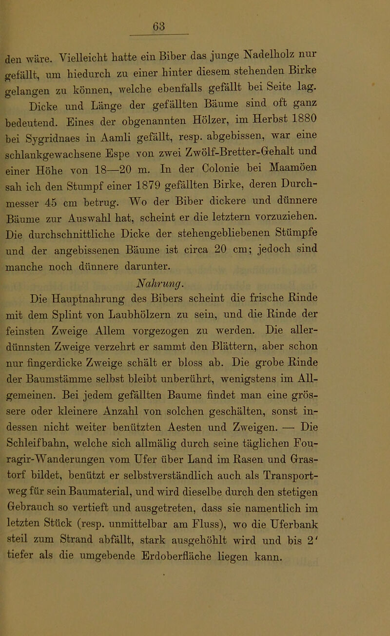 den wäre. Vielleicht hatte ein Biber das junge Nadelholz nur gefällt, um hiedurch zu einer hinter diesem stehenden Birke gelangen zu können, welche ebenfalls gefallt bei Seite lag. Dicke und Länge der gefällten Bäume sind oft ganz bedeutend. Eines der obgenannten Hölzer, im Herbst 1880 bei Sygridnaes in Aamli gefällt, resp. abgebissen, war eine schlankgewachsene Espe von zwei Zwölf-Bretter-Gehalt und einer Höhe von 18—20 m. In der Colonie bei Maamöen sah ich den Stumpf einer 1879 gefällten Birke, deren Durch- messer 45 cm betrug. Wo der Biber dickere und dünnere Bäume zur Auswahl hat, scheint er die letztem vorzuziehen. Die durchschnittliche Dicke der stehengebliebenen Stümpfe und der angebissenen Bäume ist circa 20 cm; jedoch sind manche noch dünnere darunter. Nahrung. Die Hauptnahrung des Bibers scheint die frische Binde mit dem Splint von Laubhölzern zu sein, und die Rinde der feinsten Zweige Allem vorgezogen zu werden. Die aller- dünnsten Zweige verzehrt er sammt den Blättern, aber schon nur fingerdicke Zweige schält er bloss ab. Die grobe Rinde der Baumstämme selbst bleibt unberührt, wenigstens im All- gemeinen. Bei jedem gefällten Baume findet man eine grös- sere oder kleinere Anzahl von solchen geschälten, sonst in- dessen nicht weiter benützten Aesten und Zweigen. — Die Schleif bahn, welche sich allruälig durch seine täglichen Fou- ragir-Wanderungen vom Ufer über Land im Rasen und Gras- torf bildet, benützt er selbstverständlich auch als Transport- weg für sein Baumaterial, und wird dieselbe durch den stetigen Gebrauch so vertieft und ausgetreten, dass sie namentlich im letzten Stück (resp. unmittelbar am Fluss), wo die Uferbank steil zum Strand abfällt, stark ausgehöhlt wird und bis 2' tiefer als die umgebende Erdoberfläche liegen kann.