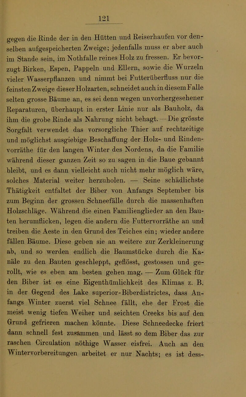 «•eo-en die Rinde der in den Hütten und Reiserhaufen vor den- selben aufgespeicherten Zweige; jedenfalls muss er aber auch im Stande sein, im Nothfalle reines Holz zu fressen. Er bevor- zugt Birken, Espen, Pappeln und Ellern, sowie die Wurzeln vieler Wasserpflanzen und nimmt bei Futterüberfluss nur die feinsten Zweige dieser Holzarten, schneidet auch in diesemFalle selten grosse Bäume an, es sei denn wegen unvorhergesehener Reparaturen, überhaupt in erster Linie nur als Bauholz, da ihm die grobe Rinde als Nahrung nicht behagt. — Die grösste Sorgfalt verwendet das vorsorgliche Thier auf rechtzeitige und möglichst ausgiebige Beschaffung der Holz- und Rinden- vorräthe für den langen Winter des Nordens, da die Familie während dieser ganzen Zeit so zu sagen in die Baue gebannt bleibt, und es dann vielleicht auch nicht mehr möglich wäre, solches Material weiter herzuholen. — Seine schädlichste Thätigkeit entfaltet der Biber von Anfangs September bis zum Beginn der grossen Schneefalle durch die massenhaften Holzschläge. Während die einen Familienglieder an den Bau- ten herumflicken, legen die andern die Futtervorräthe an und treiben die Aeste in den Grund des Teiches ein; wieder andere fällen Bäume. Diese geben sie an weitere zur Zerkleinerung ab, und so werden endlich die Baumstücke durch die Ka- näle zu den Bauten geschleppt, geflösst, gestossen und ge- rollt, wie es eben am besten gehen mag. — Zum Glück für den Biber ist es eine Eigenthümlichkeit des Klimas z. B. in der Gegend des Lake superior-Biberdistrictes, dass An- fangs Winter zuerst viel Schnee fällt, ehe der Frost die meist wenig tiefen Weiher und seichten Creeks bis auf den Grund gefrieren machen könnte. Diese Schneedecke friert dann schnell fest zusammen und lässt so dem Biber das zur raschen Circulation nöthige Wasser eisfrei. Auch an den Wintervorbereitungen arbeitet er nur Nachts; es ist dess-