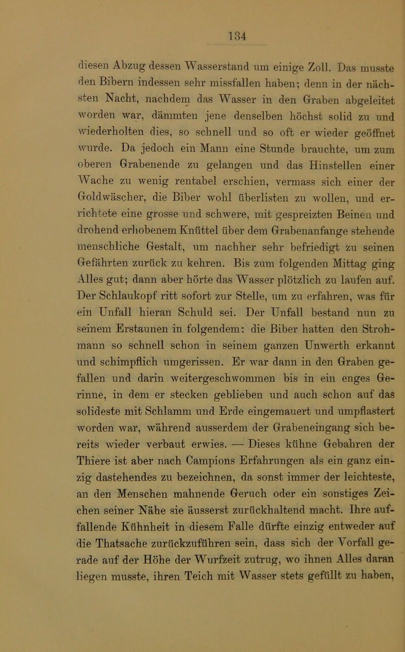 diesen Abzug dessen Wasserstand um einige Zoll. Das musste den Bibern indessen sehr missfallen haben; denn in der näch- sten Nacht, nachdem das Wasser in den Graben abgeleitet worden war, dämmten jene denselben höchst solid zu und wiederholten dies, so schnell und so oft er wieder geöffnet wurde. Da jedoch ein Mann eine Stunde brauchte, um zum oberen Grabenende zu gelangen und das Hinstellen einer Wache zu wenig rentabel erschien, vermass sich einer der Gold Wäscher, die Biber wohl überlisten zu wollen, und er- richtete eine grosse und schwere, mit gespreizten Beinen und drohend erhobenem Knüttel über dem Grabenanfange stehende menschliche Gestalt, um nachher sehr befriedigt zu seinen Gefährten zurück zu kehren. Bis zum folgenden Mittag ging Alles gut; dann aber hörte das Wasser plötzlich zu laufen auf. Der Schlaukopf ritt sofort zur Stelle, um zu erfahren, was für ein Unfall hieran Schuld sei. Der Unfall bestand nun zu seinem Erstaunen in folgendem: die Biber hatten den Stroh- mann so schnell schon in seinem ganzen Unwerth erkannt und schimpflich umgerissen. Er war dann in den Graben ge- fallen und darin weitergeschwommen bis in ein enges Ge- rinne, in dem er stecken geblieben und auch schon auf das solideste mit Schlamm und Erde eingemauert und umpflastert worden war, während ausserdem der Grabeneingang sich be- reits wieder verbaut erwies. — Dieses kühne Gebahren der Thiere ist aber nach Campions Erfahrungen als ein ganz ein- zig dastehendes zu bezeichnen, da sonst immer der leichteste, an den Menschen mahnende Geruch oder ein sonstiges Zei- chen seiner Nähe sie äusserst zurückhaltend macht. Ihre auf- fallende Kühnheit in diesem Falle dürfte einzig entweder auf die Thatsache zurückzuführen sein, dass sich der Vorfall ge- rade auf der Höhe der Wurfzeit zutrug, wo ihnen Alles daran liegen musste, ihren Teich mit Wasser stets gefüllt zu haben,