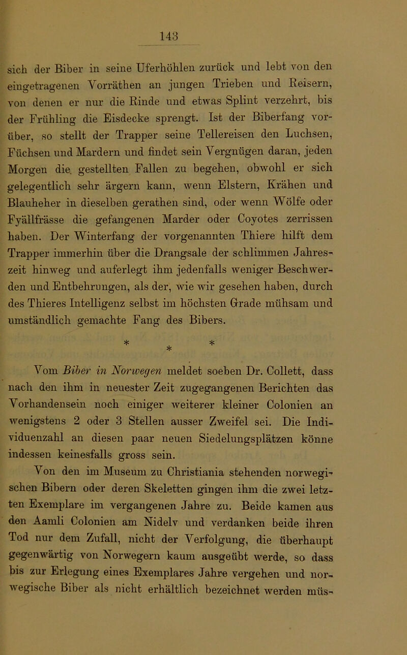 sich der Biber in seine Uferhöhlen zurück und lebt von den eingetragenen Vorräthen an jungen Trieben und Reisern, von denen er nur die Rinde und etwas Splint verzehrt, bis der Frühling die Eisdecke sprengt. Ist der Biberfang vor- über, so stellt der Trapper seine Tellereisen den Luchsen, Füchsen und Mardern und findet sein Vergnügen daran, jeden Morgen die. gestellten Fallen zu begehen, obwohl er sich gelegentlich sehr ärgern kann, wenn Elstern, Krähen und Blauheher in dieselben gerathen sind, oder wenn Wölfe oder Fyällfrässe die gefangenen Marder oder Coyotes zerrissen haben. Der Winterfang der vorgenannten Thiere hilft dem Trapper immerhin über die Drangsale der schlimmen Jahres- zeit hinweg und auferlegt ihm jedenfalls weniger Beschwer- den und Entbehrungen, als der, wie wir gesehen haben, durch des Thieres Intelligenz selbst im höchsten Grade mühsam und umständlich gemachte Fang des Bibers. * * * Vom Biber in Norwegen meldet soeben Dr. Collett, dass nach den ihm in neuester Zeit zugegangenen Berichten das Vorhandensein noch einiger weiterer kleiner Colonien an wenigstens 2 oder 3 Stellen ausser Zweifel sei. Die Indi- viduenzahl an diesen paar neuen Siedelungsplätzen könne indessen keinesfalls gross sein. Von den im Museum zu Christiania stehenden norwegD sehen Bibern oder deren Skeletten gingen ihm die zwei letz- ten Exemplare im vergangenen Jahre zu. Beide kamen aus den Aamli Colonien am Nidelv und verdanken beide ihren Tod nur dem Zufall, nicht der Verfolgung, die überhaupt gegenwärtig von Norwegern kaum ausgeübt werde, so dass bis zur Erlegung eines Exemplares Jahre vergehen und nor- wegische Biber als nicht erhältlich bezeichnet werden müs-