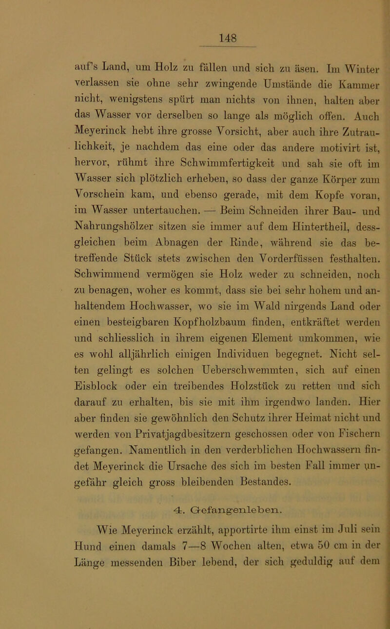 auf’s Land, um Holz zu fallen und sich zu äsen. Im Winter verlassen sie ohne sehr zwingende Umstände die Kammer nicht, wenigstens spürt man nichts von ihnen, halten aber das Wasser vor derselben so lange als möglich offen. Auch Meyerinck hebt ihre grosse Vorsicht, aber auch ihre Zutrau- lichkeit, je nachdem das eine oder das andere motivirt ist, hervor, rühmt ihre Schwimmfertigkeit und sah sie oft im Wasser sich plötzlich erheben, so dass der ganze Körper zum Vorschein kam, und ebenso gerade, mit dem Kopfe voran, im Wasser untertauchen. — Beim Schneiden ihrer Bau- und Nahrungshölzer sitzen sie immer auf dem Hintertheil, dess- gleichen beim Abnagen der Rinde, während sie das be- treffende Stück stets zwischen den Vorderfussen festhalten. Schwimmend vermögen sie Holz weder zu schneiden, noch zu benagen, woher es kommt, dass sie bei sehr hohem und an- haltendem Hochwasser, wo sie im Wald nirgends Land oder einen besteigbaren Kopfholzbaum finden, entkräftet werden und schliesslich in ihrem eigenen Element umkommen, wie es wohl alljährlich einigen Individuen begegnet. Nicht sel- ten gelingt es solchen Ueberschwemmten, sich auf einen Eisblock oder ein treibendes Holzstück zu retten und sich darauf zu erhalten, bis sie mit ihm irgendwo landen. Hier aber finden sie gewöhnlich den Schutz ihrer Heimat nicht und werden von Privatjagdbesitzern geschossen oder von Fischern gefangen. Namentlich in den verderblichen Hochwassern fin- det Meyerinck die Ursache des sich im besten Fall immer un- gefähr gleich gross bleibenden Bestandes. 4. Gefangeiilebeii. Wie Meyerinck erzählt, apportirte ihm einst im Juli sein Hund einen damals 7—8 Wochen alten, etwa 50 cm in der Länge messenden Biber lebend, der sich geduldig auf dem