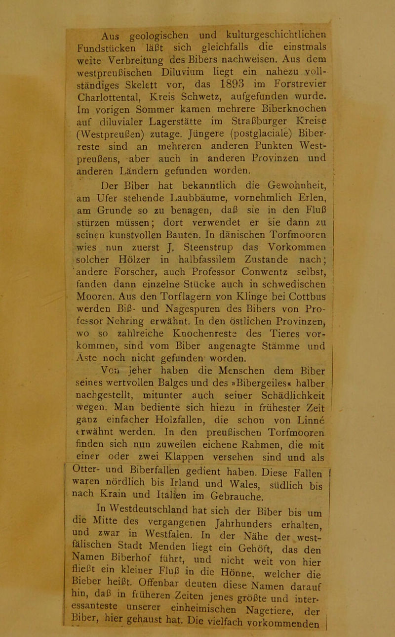 Aus geologischen und kulturgeschichtlichen Fundstücken läßt sich gleichfalls die einstmals weite Verbreitung des Bibers nachweisen. Aus dem westpreußischen Diluvium liegt ein nahezu voll- ständiges Skelett vor, das 1893 im Forstrevier Charlottental, Kreis Schwetz, aufgefunden wurde. Im vorigen Sommer kamen mehrere Biberknochen auf diluvialer Lagerstätte im Straßburger Kreise (Westpreußen) zutage. Jüngere (postglaciale) Biber- reste sind an mehreren anderen Punkten West- preußens, aber auch in anderen Provinzen und anderen Ländern gefunden worden. Der Biber hat bekanntlich die Gewohnheit, am Ufer stehende Laubbäume, vornehmlich Erlen, am Grunde so zu benagen, daß sie in den Fluß stürzen müssen; dort verwendet er sie dann zu seinen kunstvollen Bauten. In dänischen Torfmooren wies nun zuerst J, Steenstrup das Vorkommen solcher Hölzer in halbfassilem Zustande nach; andere Forscher, auch Professor Conwentz selbst, fanden dann einzelne Stücke auch in schwedischen Mooren. Aus den Torflagern von Klinge bei Cottbus werden Biß- und Nagespuren des Bibers von Pro- fessor Nehring erwähnt. In den östlichen Provinzen, wo so zahlreiche Knochenreste des Tieres Vor- kommen, sind vom Biber angenagte Stämme und Äste noch nicht gefunden worden. Von jeher haben die Menschen dem Biber seines wertvollen Balges und des »Bibergeiles« halber nachgestellt, mitunter auch seiner Schädlichkeit wegen. Man bediente sich hiezu in frühester Zeit ganz einfacher Holzfällen, die schon von Linne trwähnt werden. In den preußischen Torfmooren finden sich nun zuweilen eichene Rahmen, die mit einer oder zwei Klappen versehen sind und als Otter- und Biberfallen gedient haben. Diese Fallen waren nördlich bis Irland und Wales, südlich bis nach Krain und Italien im Gebrauche. In Westdeutschland hat sich der Biber bis um die Mitte des vergangenen Jahrhunders erhalten und zwar in Westfalen. In der Nähe der west- fälischen Stadt Menden liegt ein Gehöft, das den Namen Biberhof führt, und nicht weit von hier fließt ein kleiner Fluß in die Hönne, welcher die Bieber heißt. Offenbar deuten diese Namen darauf hin, daß in früheren Zeiten jenes größte und inter- essanteste unserer einheimischen Nagetiere, der Liber, hier gehaust hat. Die vielfach vorkommenden j