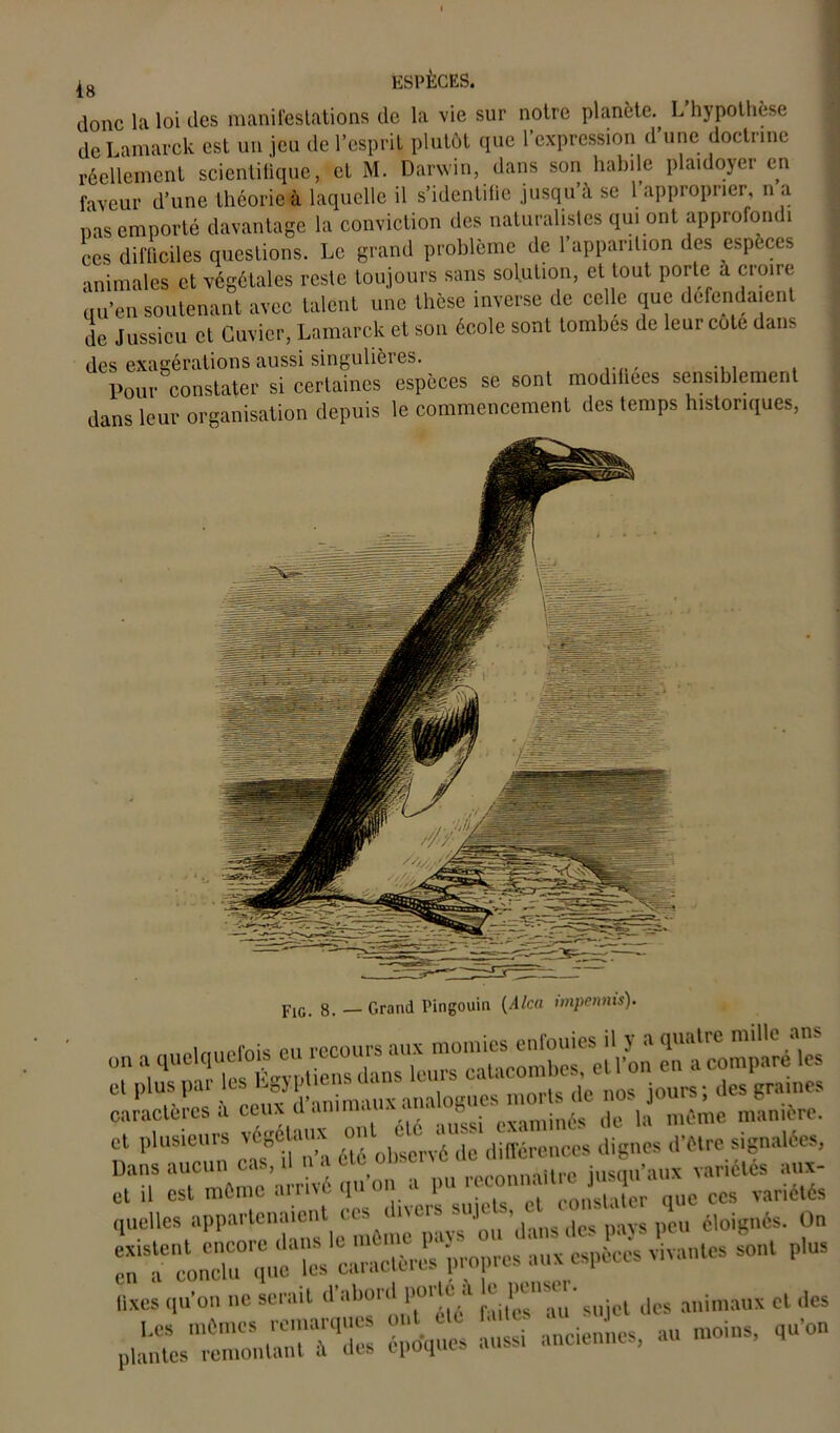 donc la loi des manifestations de la vie sur notre planète. L hypothèse de Lamarek est un jeu de l’esprit plutôt que l’expression d’une doctrine réellement scientifique, et M. Darwin, dans son habile plaidoyer en faveur d’une théorie à laquelle il s’identifie jusqu’à se l’approprier, n a nas emporté davantage la conviction des naturalistes qui ont approfondi ces difficiles questions. Le grand problème de l’apparition des especes animales et végétales reste toujours sans solution, et tout porte a croire qu’en soutenant avec talent une thèse inverse de celle que défendaient de Jussieu et Cuvier, Lamarek et son école sont tombes de leur cote dans des exagérations aussi singulières. Pour constater si certaines especes se sont modifiées sensiblement dans leur organisation depuis le commencement des temps historiques, p1G_ g. — Grand Pingouin (Alca impennis). on a quelquefois eu recours aux ^es ef plus par les jours ; des graines et plusieurs végétaux difr*enccs dignes d'ètre signalées, r wiaqu’on a r,— quelles appartenaient ^1 ^ dcs pays pcu éloignés. On rq^etèrjs propres aux espèces vivantes sont plus fixes qu’on ne serait il’aboril polie è e l>ensci . animaux et des Roques S anciennes, an moins, qu’on