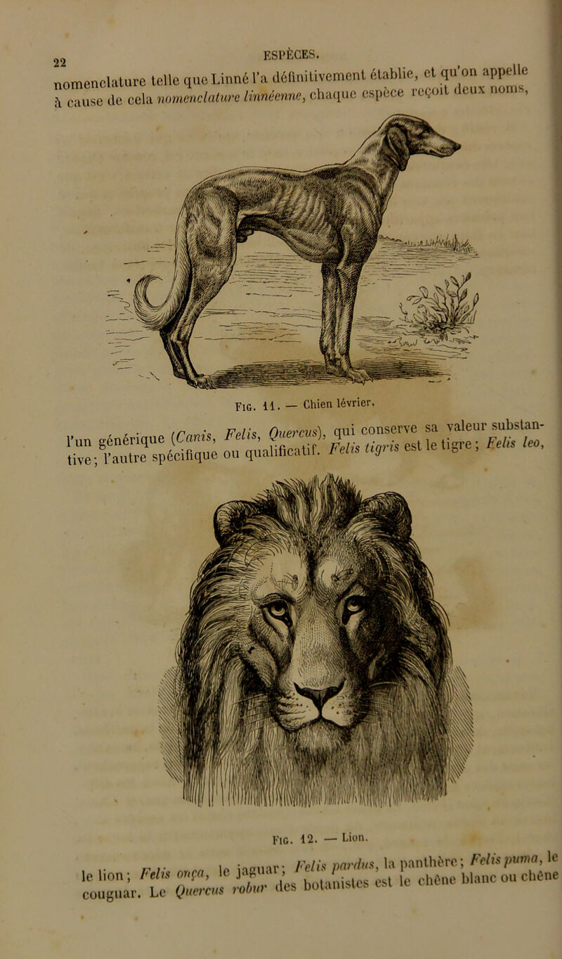 22 nomenclature telle que Linné l’a définitivement établie, et qu’on appelle h cauSe de cela nomenclature linnéennc, chaque espece reçoit deux nom., Fie. 12. — Lion. .. . \aa\m r- Félix par du s, la panthère; Felispuma, le qZ’J XL .tes botanistes est te chCne blanc on ci,One