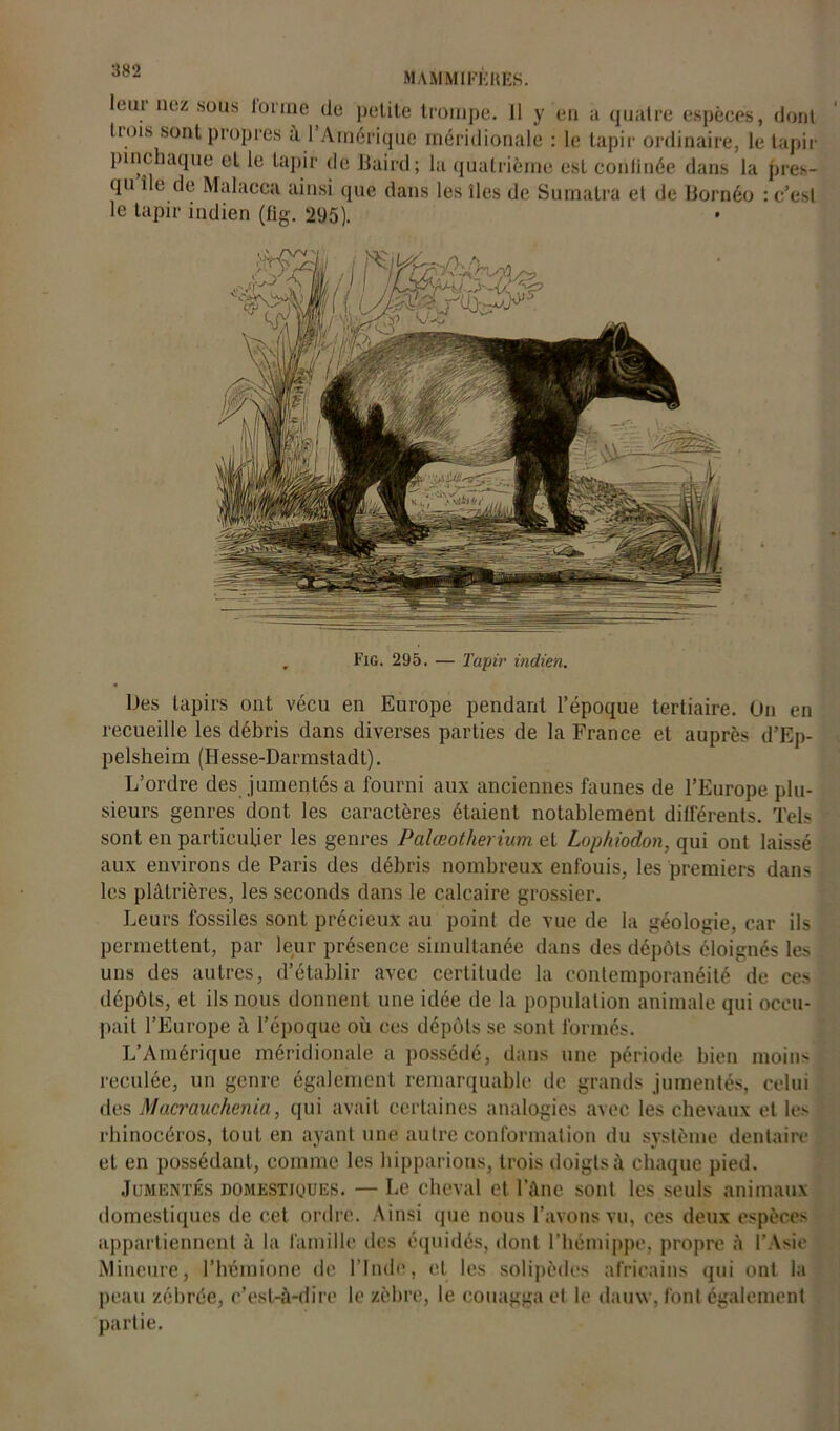 leur nez sous 1 orme de petite trompe. 11 y en a quatre espèces, dont trois sont propres à l’Amérique méridionale : le tapir ordinaire, le tapir pinchaque et le tapir de Baird; la quatrième est conlinée dans la pres- qu île de Malacca ainsi que dans les îles de Sumatra et de Bornéo : c’est le tapir indien (fig. 295). Fig. 295. — Tapir indien. Des tapirs ont vécu en Europe pendant l’époque tertiaire. Un en recueille les débris dans diverses parties de la France et auprès d’Ep- pelsheim (Hesse-Darmstadt). L’ordre des jumentés a fourni aux anciennes faunes de l’Europe plu- sieurs genres dont les caractères étaient notablement différents. Tels sont en particulier les genres Palœotherium et Loph/odon, qui ont laissé aux environs de Paris des débris nombreux enfouis, les premiers dans les plâtrières, les seconds dans le calcaire grossier. Leurs fossiles sont précieux au point de vue de la géologie, car ils permettent, par leur présence simultanée dans des dépôts éloignés les uns des autres, d’établir avec certitude la contemporanéité de ces dépôts, et ils nous donnent une idée de la population animale qui occu- pait l’Europe à l’époque où ces dépôts se sont formés. L’Amérique méridionale a possédé, dans une période bien moins reculée, un genre également remarquable de grands jumentés, celui des Macrauchenia, qui avait certaines analogies avec les chevaux et les rhinocéros, tout en ayant une autre conformation du système dentaire et en possédant, comme les bipparions, trois doigts à chaque pied. Jumentés domestiques. — Le cheval et l’âne sont les seuls animaux domestiques de cet ordre. Ainsi que nous l’avons vu, ces deux espèces appartiennent à la famille des équidés, dont l’hémippe, propre à l’Asie Mineure, l’hémione de l’Inde, et les solipèdes africains qui ont la peau zébrée, c’est-à-dire le zèbre, le couagga et le dauw, font également partie.