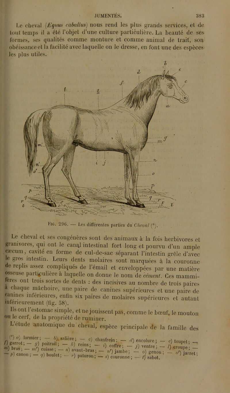 s es Le cheval (h'quus cciballus) nous rend les plus grands services, et de tout temps il a été l’objet d’une culture particulière. La beauté de ses formes, ses qualités comme monture et comme animal de trait, son obéissance et la facilité avec laquelle on le dresse, en font une des espèces les plus utiles. I Le cheval et ses congénères sont des animaux à la fois herbivores et giannores, qui ont le cana,l intestinal fort long et pourvu d’un ample cæcum, cavité en forme de cul-de-sac séparant l’intestin grêle d’avec le gros intestin. Leurs dents molaires sont marquées à la couronne de replis assez compliqués de l’émail et enveloppées par une matière osseuse particulière h laquelle on donne le nom de cément. Ces mammi- fères ont trois sortes de dents : des incisives au nombre de trois paires a chaque mâchoire, une paire de canines supérieures et une paire de eanincs inférieures, enfin six paires de molaires supérieures et autant intérieurement (lig. 58). IL ont 1 estomac simple, et ne jouissent pas, comme le bœuf, le mouton ou le cerf, de la propriété de ruminer. L étude anatomique du cheval, espèce principale de la famille des ( ) (i) larmier ; — b\ salière ; — c) chanfrein ; — d) garrot; — <j) poitrail; — /<) reins; — i) coffre; — ) bras; — m') cuisse; — n) avant-bras; — n') jambe; - p) canon ; — q) boulet; — r) paturon; — s) couronne; encolure ; - j) ventre; - — o) genou — t] sabot. c) toupet; — t) croupe ; — — °') jarret;