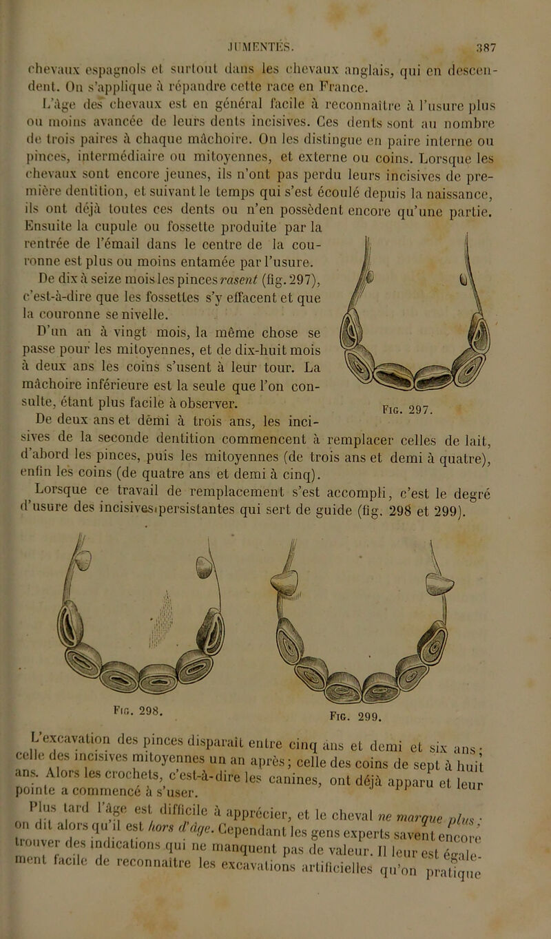 chevaux espagnols cl surtout clans les chevaux anglais, qui en descen- dent. On s’applique h répandre cette race en France. L’âge des' chevaux est en général facile à reconnaître à l’usure plus ou moins avancée de leurs dents incisives. Ces dents sont au nombre de trois paires chaque mâchoire. On les distingue en paire interne ou pinces, intermédiaire ou mitoyennes, et externe ou coins. Lorsque les chevaux sont encore jeunes, ils n’ont pas perdu leurs incisives de pre- mière dentition, et suivant le temps qui s’est écoulé depuis la naissance, ils ont déjà toutes ces dents ou n’en possèdent encore qu’une partie. Ensuite la cupule ou fossette produite par la rentrée de l’émail dans le centre de la cou- ronne est plus ou moins entamée par l’usure. De dix a seize mois les pinces raserai (fig.297), c’est-à-dire que les fossettes s’y effacent et que la couronne se nivelle. D’un an à vingt mois, la même chose se passe pour les mitoyennes, et de dix-huit mois a deux ans les coins s’usent à leur tour. La mâchoire inférieure est la seule que l’on con- sulte, étant plus facile à observer. De deux ans et dèihi à trois ans, les inci- sives de la seconde dentition commencent à remplacer celles de lait, d’abord les pinces, puis les mitoyennes (de trois ans et demi à quatre), enfin les coins (de quatre ans et demi à cinq). Lorsque ce travail de remplacement s’est accompli, c’est le degré d’usure des incisivesipersistantes qui sert de guide (fig. 298 et 299). Fig. 297. L excavation des pinces disparait entre cinq ans et demi et six ans- celle des incisives ,,moyennes un an après; celle des coins de sept à hui’t ans. Alors les crochets c’est-à-dire les canines, ont déjà apparu et leu pointe a commencé à s user. ^1 ur Plus tard I lige est. difficile à apprécier, et le cheval ne marque plus ■ on dit alors qu il est hors dâge. Cependant les gens experts savent encore trouver des indications qu, ne manquent pas de valeur. Il leur est égale ment lac,le de reconnaître les excavations artilicielles qu'on pratiq ,e'