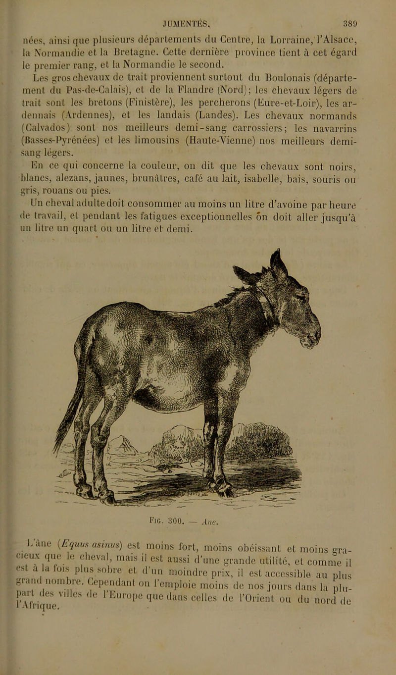 nées, ainsi que plusieurs déparlements du Centre, la Lorraine, l’Alsace, la Normandie et la Bretagne, Cette dernière province tient à cet égard le premier rang, et la Normandie le second. Les gros chevaux de trait proviennent surtout du Boulonais (départe- ment du Pas-de-Calais), et de la Flandre (Nord); les chevaux légers de trait sont les bretons (Finistère), les percherons (Eure-et-Loir), les ar- dennais (Ardennes), et les landais (Landes). Les chevaux normands (Calvados) sont nos meilleurs demi-sang carrossiers; les navarrins (Basses-Pyrénées) et les limousins (Haute-Vienne) nos meilleurs demi- sang légers. En ce qui concerne la couleur, on dit que les chevaux sont noirs, blancs, alezans, jaunes, brunâtres, café au lait, isabelle, bais, souris ou gris, rouans ou pies. Un cheval adulte doit consommer au moins un litre d’avoine par heure de travail, et pendant les fatigues exceptionnelles on doit aller jusqu’à un litre un quart ou un litre et demi. Fig. 300. — Ane. Lane {Equm asinvs) est moins fort, moins obéissant et moins gra- cieux que le cheval, mais il est aussi d’une grande utilité, et comme il est a la fois plus sobre et d’un moindre prix, il est accessible au plus grand nombre. Cependant on l’emploie moins de nos jours dans la plu- part des villes de l’Europe que dans celles de l’Orient ou du nord de l Afrique.