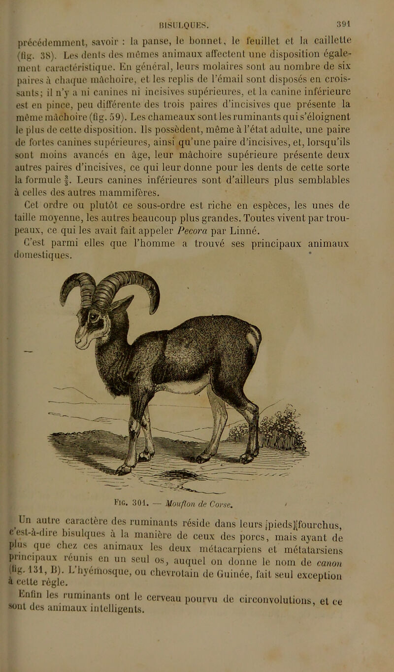 précédemment, savoir : la panse, le bonnet, le ieuillct et la caillette (lig. 38). Les dents des mêmes animaux affectent une disposition égale- ment caractéristique. En général, leurs molaires sont au nombre de six paires à chaque mâchoire, et les replis de l’émail sont disposés en crois- sants; il n’y a ni canines ni incisives supérieures, et la canine inférieure est en pince, peu différente des trois paires d’incisives que présente la même mâchoire (lig. 59). Les chameaux sont les ruminants qui s’éloignent le plus de cette disposition. Ils possèdent, même à l’état adulte, une paire de fortes canines supérieures, ainsi qu’une paire d’incisives, et, lorsqu’ils sont moins avancés en âge, leur mâchoire supérieure présente deux autres paires d’incisives, ce qui leur donne pour les dents de cette sorte la formule f. Leurs canines inférieures sont d’ailleurs plus semblables à celles des autres mammifères. Cet ordre ou plutôt ce sous-ordre est riche en espèces, les unes de taille moyenne, les autres beaucoup plus grandes. Toutes vivent par trou- peaux, ce qui les avait fait appeler Pecora par Linné. C’est parmi elles que l’homme a trouvé ses principaux animaux domestiques. Un autre caractère des ruminants réside dans leurs jpiedsjffourchus, fccst-à-diie bisulques à la manière de ceux des porcs, mais ayant di p us que chez ces animaux les deux métacarpiens et métatarsiens principaux reunis en un seul os, auquel on donne le nom de canon i g- hyéiùosque, ou chevrotain de Guinée, fait seul exception a cette règle. Enfin les ruminants ont le cerveau pourvu de circonvolutions, et et sont des animaux intelligents. \