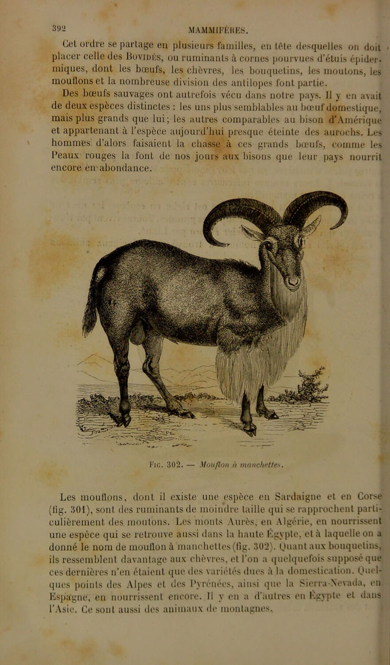 Gel ordre se partage en plusieurs familles, en tète desquelles on doit 1 placer celle des Bovidés, ou ruminants à cornes pourvues d’étuis épider- miques, dont les bœufs, les chèvres, les bouquetins, les moutons, les moulions et la nombreuse division des antilopes font partie. Des bœuls sauvages ont autrefois vécu dans notre pays. 11 y en avait de deux espèces distinctes : les uns plus semblables au bœuf domestique, mais plus grands que lui; les autres comparables au bison d’Amérique et appartenant à l’espèce aujourd’hui presque éteinte des aurochs. Les hommes d’alors faisaient la chasse à ces grands bœufs, comme les Peaux rouges la l'onL de nos jours aux bisons que leur pays nourrit encore en-abondance. Fie. 302. — Mouflon.à manchettes. Les moulions, dont il existe une espèce en Sardaigne et en Corse (lig. 301), sont des ruminants de moindre taille qui se rapprochent parti- culièrement des moutons. Les monts Aurès, en Algérie, en nourrissent une espèce qui se retrouve aussi dans la haute Égypte, et à laquelle on a donné le nom de mouflon à manchettes (tig. 302). Quant aux bouquetins, ils ressemblent davantage aux chèvres, et l’on a quelquefois supposé que ces dernières n’en étaient que des variétés dues è la domestication. Quel- ques points des Alpes et des Pyrénées, ainsi que la Sierra-Nevada, en Espagne, en nourrissent encore. Il y en a d’autres en Egypte et dans l’Asie. Ce sont aussi des animaux de montagnes.