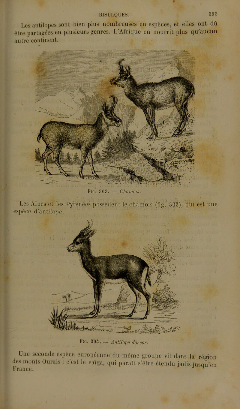 9 13ISULQUES. 393 Les antilopes sonL bien plus nombreuses en espèces, et elles ont dû être partagées en plusieurs genres. L’Afrique en nourrit plus qu’aucun autre continent. Fig. 303. — Chamois. Les Alpes et les Pyrénées- possèdent le chamois (fig.' 303), qui est une espèce d’antilone. 1*G. 304. — Antilope dorcas. Une seconde espèce européenne du même groupe vit dans .la région des monts Ou rais : c’est le saïga, qui paraît s’être étendu jadis jusqu’en France.