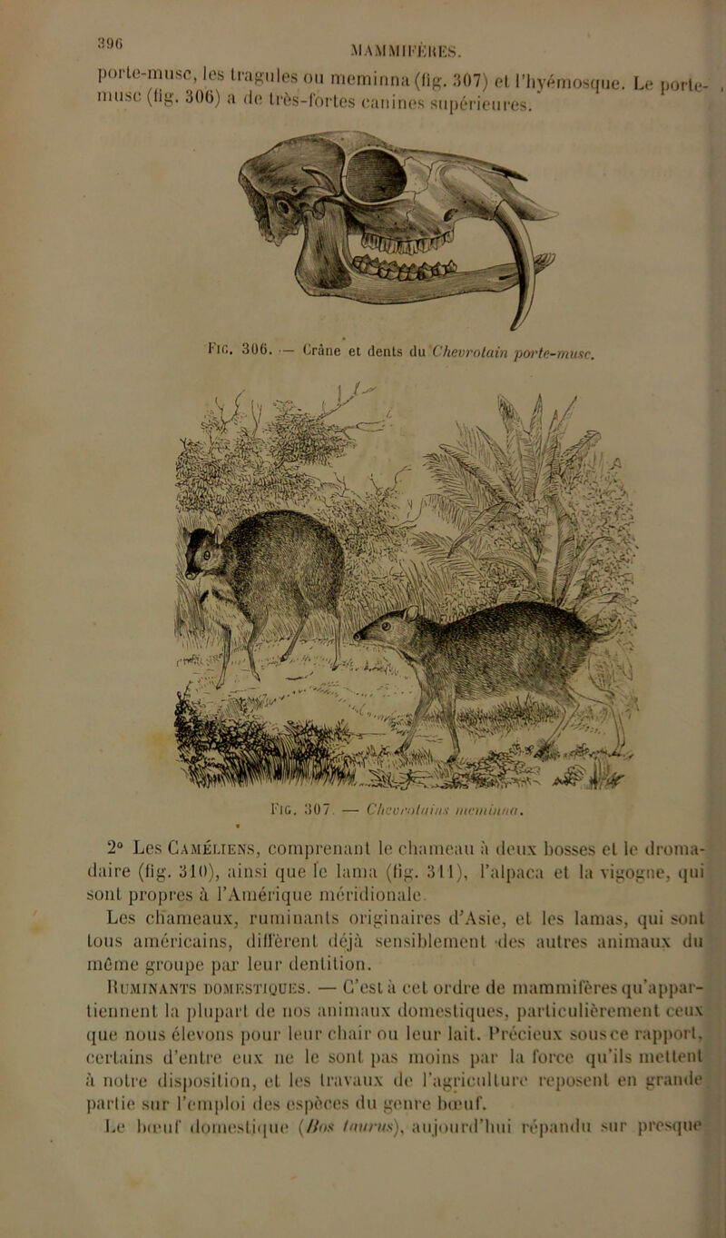 39 G porte-musc, les tragules ou meminna(fig. 307) et l’hyémosque. Le porte- , muse (Iig. 306) a de très-l’ortes canines supérieures. 2° Les Caméliens, comprenant le chameau à deux bosses cl le droma- daire (fig. 310), ainsi que le lama (tig. 311), l’ai paca et la vigogne, qui sont propres à l’Amérique méridionale. Les chameaux, ruminants originaires d’Asie, et les lamas, qui sont tous américains, diffèrent déjà sensiblement des autres animaux du meme groupe p;u‘ leur dentition. Ruminants domestiques. — C’est à cet ordre de mammifères qu’appar- tiennent la plupart de nos animaux domestiques, particulièrement ceux que nous élevons pour leur chair ou leur lait. Précieux sousce rapport, certains d’entre eux ne le sont pas moins par la force qu’ils mettent à notre disposition, et les travaux de l’agriculture reposent en grande partie sur l’emploi des espèces du genre bœuf. Le bœuf domestique ( Uns tau rus), aujourd’hui répandu sur presque