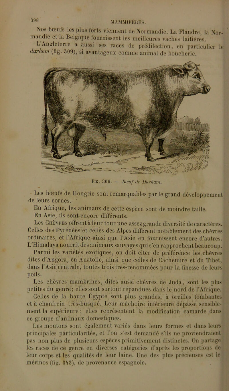 Nos bœufs les plus lorts viennent de Normandie. La Flandre, la Nor- mandie et la Belgique fournissent les meilleures vaches laitières. L Angleterre a aussi ses races de prédilection, en particulier le ilut/uirn (lig. 309), si avantageux comme animal de boucherie. Fig. 309. — Bœuf de Durham. Les bœufs de Hongrie sont remarquables par le grand développement de leurs cornes. En Afrique, les animaux de cette espèce sont de moindre taille. En Asie, ils sont encore différents. Les Chèvres offrent à leur tour une assez grande diversité de caractères. Celles des Pyrénées et celles des Alpes diffèrent notablement des chèvres ordinaires, et l’Afrique ainsi que l’Asie en fournissent encore d’autres. L’Himalaya nourrit des animaux sauvages qui s’en rapprochent beaucoup. Parmi les variétés exotiques, on doit citer de préférence les chèvres dites d’Angora, en Anatolie, ainsi que celles de Cachemire et du Tibet, dans l’Asie centrale, toutes trois très-renommées pour la finesse de leurs poils. Les chèvres mambrines, dites aussi chèvres de Juda, sont les plus petites du genre; ellessont surtout répandues dans le nord de l’Afrique. Celles de la haute Égypte sont plus grandes, à oreilles tombantes et à chanfrein très-busqué. Leur mâchoire inférieure dépasse sensible- ment la supérieure ; elles représentent la modification camarde dans ce groupe a animaux domestiques. Les moutons sont également variés dans leurs formes et dans leurs principales particularités, et l’on s’est demandé s’ils ne proviendraient pas non plus de plusieurs espèces primitivement distinctes. On partage les races de ce genre en diverses catégories d’après les proportions de leur corps et les qualités de leur laine. Une des plus précieuses est le mérinos (lig. ,Vi3), de provenance espagnole.