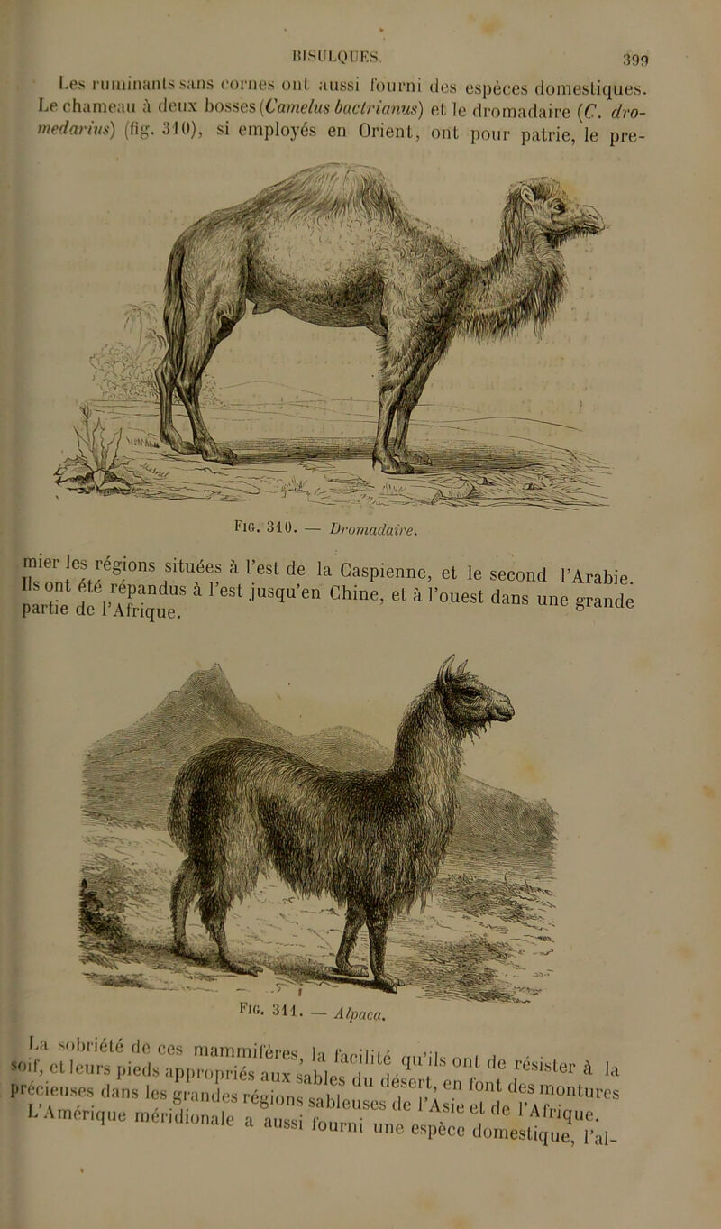 MIS U LO U FS. 390 I.ps ni minant.s sans cornes ont aussi fourni des espèces domestiques. Le chameau ;i deux bosses (L'amelus bactrianus) et le dromadaire (C. dro- medarius) (fig. 310), si employés en Orient, ont pour patrie, le pre- tlG. 310. — Dromadaire. mier les régions situées à l’est de la Caspienne, et le second l’Arabie SS à reSt jUSqU’en Chine’ et 4 ™ grande précieuses dans ,es|â„L I. Amérique rn.nd.onab a aussi fourni une espèce domeiCe l'i