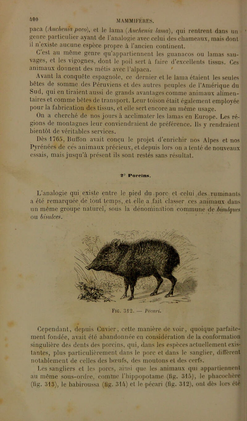 AI AM MI FEU ES. paca (A uc h mua paru), et le lama (Auc/tenia lama), qui rentrent dans un genre particulier ayant de l’analogie avec celui des chameaux, mais dont il n existe aucune espèce propre à l’ancien continent. L est au môme genre qu’appartiennent les guanaeos ou lamas sau- vages, et les vigognes, dont le poil sert à faire d’excellents tissus. Ces animaux donnent des métis avec l’alpaca. ' Avant la conquête espagnole, ce dernier et le lama étaient les seules bêtes de somme des Péruviens et des autres peuples de l’Amérique du Sud, qui en tiraient aussi de grands avantages comme animaux alimen- taires et comme hôtes de transport. Leur toison était également employée pour la fabrication des tissus, et elle sert encore au môme usage. On a cherché de nos jours à acclimater les lamas en Europe. Les ré- gions de montagnes leur conviendraient de préférence. Ils y rendraient bientôt de véritables services. Dès 1765, Buffon avait conçu le projet d’enrichir nos Alpes et nos Pyrénées de çés animaux précieux, et depuis lors on a tenté de nouveaux essais, mais jusqu’à présent ils sont restés sans résultat. 4° Porcins. L’analogie qui existe entre le pied du porc et celui des ruminants a été remarquée de tout temps, et elle a fait classer ces animaux dans un môme groupe naturel, sous la dénomination commune de bisulques ou bisulces. Fig. 312. — Pécari. Cependant, depuis Cuvier, cette manière de voir, quoique parfaite- ment fondée, avait été abandonnée en considération de la conformation singulière des dents des porcins, qui, dans les espèces actuellement exis- tantes, plus particulièrement dans le porc et dans le sanglier, diffèrent notablement de celles des bœufs, des moutons et des cerfs. I.os sangliers et les porcs, ainsi que les animaux qui appartiennent au môme sous-ordre, comme l’hippopotame (fig. 615), le phacochère (lig. 313), le babiroussa (lig. 31 à) et le pécari (fig. 312), ont dès lors été