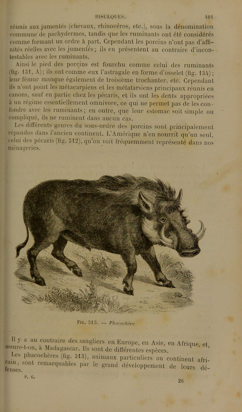 réunis aux jumentés (chevaux, rhinocéros, elc.), sous la dénomination commune de pachydermes, tandis que les ruminants ont été considérés comme formant un ordre part. Cependant les porcins n’ont pas d’affi- nités réelles avec les jumentés; ils en présentent au contraire d’incon- testables avec les ruminants. Ainsi le pied des porcins est fourchu comme celui des ruminants (fig- 131, A); ils ont comme «eux l’astragale en forme d’osselet (fig. 13/i) ; leur fémur manque également de troisième trochanter, etc. Cependant ils n’ont point les métacarpiens et les métatarsiens principaux réunis en canons, saut en partie chez les pécaris, et ils ont les dents appropriées a un régime essentiellement omnivore, ce qui ne permet pas de les con- fondre avec les ruminants; en outre, que leur estomac soit simple ou compliqué, ils ne ruminent dans aucun cas. Les différents genres du sous-ordre des porcins sonL principalement répandus dans 1 ancien continent. L’Amérique n’en nourrit qu’un seul, celui des pécaris (fig. 312), qu’on voit fréquemment représenté dans nos ménageries. * H y a au contraire des.sangliers en Europe, en Asie, en Afrique et assure-t-on, a Madagascar. Ils sont de différentes espèces. Les phacochères (fig. 313), animaux particuliers au continent afri- fénse. SOnl remar<:Iua^es Par 'e grand développement de leurs dé- r. c. 2(i