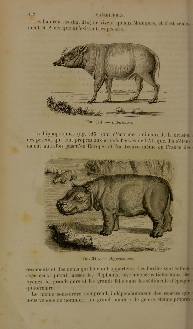 MAMMll-'KKKS. Les babiroussas (tig. 31 /i) ne vivent qu’aux .Moluques, et c’est ment en Amérique qu’existent les pécaris. seule- Fig. 31 k. — Babiroussu. Les hippopotames (tig. 315j sont d’énormes animaux de la division des porcins qui sont propres aux grands fleuves de l’Afrique. Ils s’éten- daient autrefois jusqu’en Europe, et l’on trouve même en France de- Fig. 315. — Hippopotame. ossements et des dents qui leur ont appartenu. Les fossiles sont enfouis avec ceux qu’ont laissés les éléphants, les rhinocéros tichorhines. les hyènes, les grands ours et les grands felis dans les sédiments d’époque quaternaire. Le même sous-ordre comprend, indépendamment des espèces que nous venons de nommer, un grand nombre de genres éteints propres