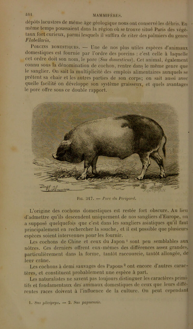 dépôts lacustres de môme âge géologique nous ont conservé les débris. En môme temps poussaient dans la région où se trouve situé Paris des végé- taux lort curieux, parmi lesquels il suffira de citer des palmiers du genre Flabellarià. Porcins domestiques. — Une de nos plus utiles espèces d’animaux domestiques est iournie par l’ordre des porcins : c’est celle à laquelle cet ordre doit son nom, le porc (Sus domesticus). Cet animal, également connu sous la dénomination de cochon, rentre dans le môme genre que le sanglier. On sait la multiplicité des emplois alimentaires auxquels se prêtent sa chair et les autres parties de son corps; on sait aussi avec quelle facilité on développe son système graisseux, et quels avantages le porc olfre sous ce double rapport. Fig. 317. — Porc du Périgord. L’origine des cochons domestiques est restée fort obscure. Au lieu d’admettre qu’ils descendent uniquement de nos sangliers d’Europe, on a supposé quelquefois que c’est dans les sangliers asiatiques qu’il faut principalement en rechercher la souche, et il est possible que plusieurs espèces soient intervenues pour les fournir. Les cochons de Chine et ceux du Japon 1 sont peu semblables aux nôtres. Ces derniers offrent eux-mêmes des différences assez grandes, particulièrement dans la forme, tantôt raccourcie, tantôt allongée, de leur crâne. Les cochons à demi sauvages des Papous2 ont encore d’autres carac- tères, et constituent probablement une espèce â part. Les naturalistes ne savent pas toujours distinguer les caractères primi- tifs et fondamentaux des animaux domestiques de ceux que leurs diffé- rentes races doivent à l'influence de la culture. Un peut cependant 1. Sus plicipeps. — 2. Sus popuctisis.