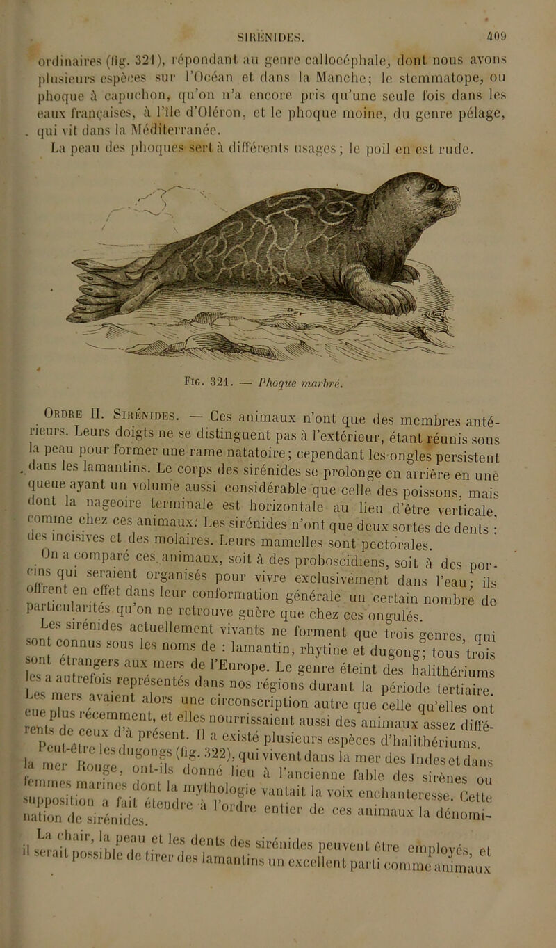 SIHliNIDES. 40<l ordinaires (lig. 321), répondant au genre callocéphale, dont nous avons plusieurs espèces sur l’Océan et dans la Manche; le stemmatope, ou phoque h capuchon, qu’on n’a encore pris qu’une seule lois dans les eaux françaises, ii l’ile d’Olcron. et le phoque moine, du genre pelage, qui vit dans la Méditerranée. La peau des phoques-sert à différents usages; le poil en est rude. Fig. 321. — Phoque marbré. Ordre II. Sirénides. — Ces animaux n’ont que des membres anté- rieurs. Leurs doigts ne se distinguent pas à l’extérieur, étant réunis sous la peau pour former une rame natatoire; cependant les ongles persistent . dans les lamantins. Le corps des sirénides se prolonge en arrière en une queue ayant un volume aussi considérable que celle des poissons, mais dont la nageoire terminale est horizontale au lieu d’être verticale comme chez ces animaux: Les sirénides n’ont que deux sortes de dents : • 1rs incisives et des molaires. Leurs mamelles sont pectorales. On a comparé ces. animaux, soit à des proboscidiens, soit à des por- cins qui seraient organisés pour vivre exclusivement dans l’eau- ils n rh>116 V d’lnS Ieür C°nf0rmati0n §'énérale un certain nombre de ] < huilantes qu on ne retrouve guère que chez ces ongulés. Les siremdes actuellement vivants ne forment que trois genres oui »on connus sous les noms de : lamantin, rhytine et dugong- tous’trois ]e°sn.l el'anfgei'S aUX mers Europe. Le genre éteint des halithériums . es a autrefois représentés dans nos régions durant la période tertiaire ,MI.eiS aVaient aIors une circonscription autre que celle qu’elles ont rents de et ellea nourrissaient aussi des animaux assez difie- Peut êtrHe-( |d ï>l(!Sei!j.' 1 a ®xlsté I^usieurs espèces d’halithériums. - s dugongs (hg. 322), qui vivent dans la-mer des Indes et dans mer Kouge, ont-ils donné lion à l’ancienne fable des sirènes mines marmes dont la mythologie vantait la voix enchanteresse Celle supposition a lait étendre à l’ordre entier de ces animaux Lu nation de sirénides dnimaux la denomi-