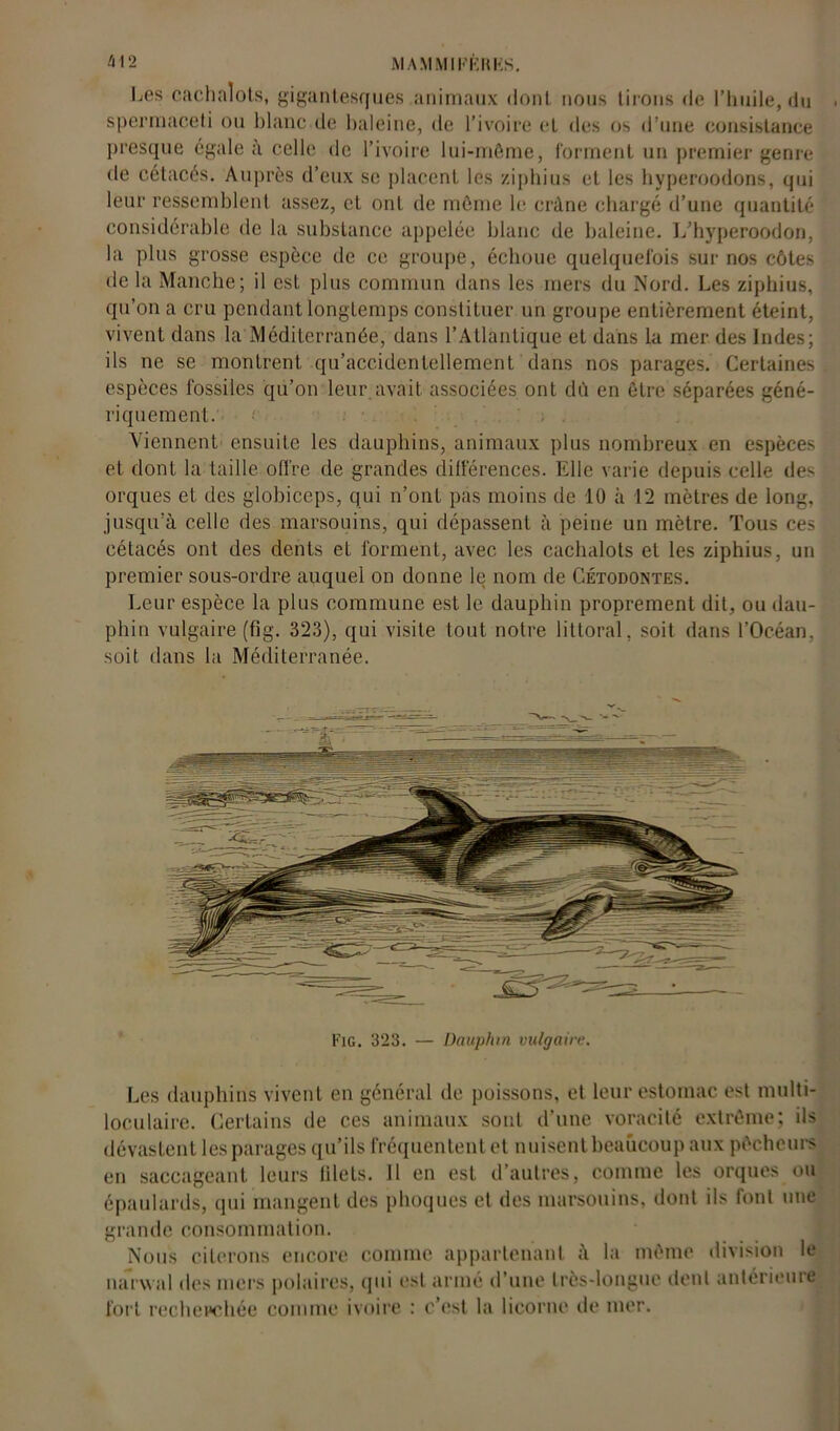 MAM Ml K K UK S. Les cachalots, gigantesques animaux dont nous lirons de l’huile, du < spermaceti ou blanc de haleine, de l’ivoire et des os d’une consistance presque égale à celle de l’ivoire lui-même, forment un premier genre de cétacés. Auprès d’eux se placent les zi phi us et les hyperoodons, qui leur ressemblent assez, et ont de même le crâne chargé d’une quantité considérable de la substance appelée blanc de baleine. L’hyperoodon, la plus grosse espèce de ce groupe, échoue quelquefois sur nos côtes de la Manche; il est plus commun dans les mers du Nord. Les ziphius, qu’on a cru pendant longtemps constituer un groupe entièrement éteint, vivent dans la Méditerranée, dans l’Atlantique et dans la mer des Indes; ils ne se montrent qu’accidentellement dans nos parages. Certaines espèces fossiles qu’on leur avait associées ont dû en être séparées géné- riquement. Viennent ensuite les dauphins, animaux plus nombreux en espèces et dont la taille offre de grandes différences. Elle varie depuis celle des orques et des globiceps, qui n’ont pas moins de 10 à 12 mètres de long, jusqu’à celle des marsouins, qui dépassent à peine un mètre. Tous ces cétacés ont des dents et forment, avec les cachalots et les ziphius, un premier sous-ordre auquel on donne le nom de Gétodontes. Leur espèce la plus commune est le dauphin proprement dit, ou dau- phin vulgaire (fig. 323), qui visite tout notre littoral, soit dans l’Océan, soit dans la Méditerranée. Fig. 323. — Dauphin vulgaire. Les dauphins vivent en général de poissons, et leur estomac est multi- loculaire. Certains de ces animaux sont d’une voracité extrême; ils dévastent les parages qu’ils fréquentent et nuisent beaucoup aux pêcheurs en saccageant leurs lilets. 11 en est d’autres, comme les orques ou épaulards, qui mangent des phoques et dos marsouins, dont ils font une grande consommation. Nous citerons encore comme appartenant à la même division le narwal des mers polaires, qui est armé d’une très-longue dent antérieure fort recherchée comme ivoire : c’est la licorne de mer.