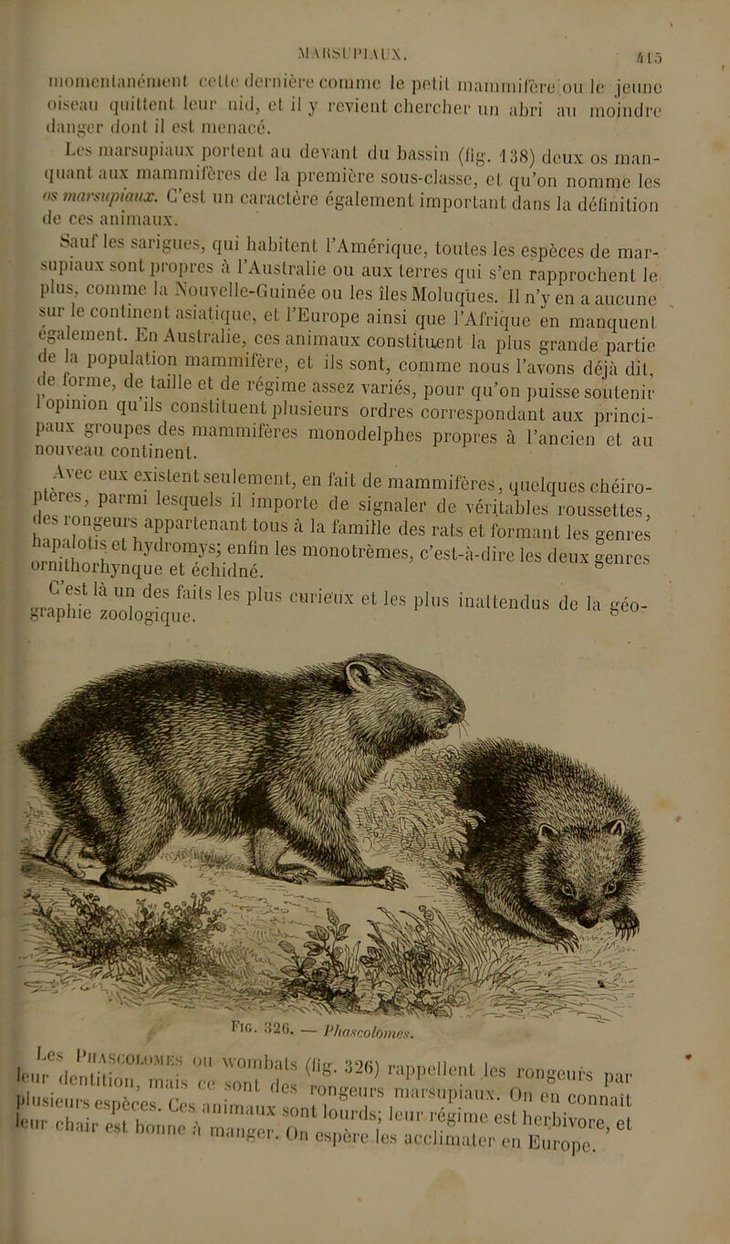 MAHSl 1 * 1Al X. momcnlanément celle dernière comme le pelil mammifère ou le jeune oiseau quittent leur nid, et il y revient chercher un abri au moindre danger dont il est menacé. Lis marsupiaux poilent au devant du bassin (lig. 138) deux os man- quant aux mammifères de la première sous-classe, et qu’on nomme les os marsupiaux. C’est un caractère également important dans la définition de ces animaux. Sauf les sarigues, qui habitent l’Amérique, toutes les espèces de mar- supiaux sont propres à l’Australie ou aux terres qui s’en rapprochent le plus comme la Nouvelle-Guinée ou les îles Moluques. Il n’y en a aucune sur le continent asiatique, et l’Europe ainsi que l’Afrique en manquent egalement. En Australie, ces animaux constituent la plus grande partie de la population mammifère, et ils sont, comme nous l’avons déjà dit, ie forme, de taille et de régime assez variés, pour qu’on puisse soutenir opinion qu ils constituent plusieurs ordres correspondant aux princi- paux groupes des mammifères monodelphes propres à l’ancien et au nouveau continent. A'ce eux existent seulement, en fait de mammifères, quelques chéiro- ptères, parmi lesquels il importe de signaler de véritables roussettes, < >1 ongeuis appartenant tous à la famille des rats et formant les genres »—% les monotrèmes’ c’est-Mire ■» *enr®8 gra^hfe'tol^ufS P'S C‘ de la géo- Les PlfASCOLOMES OU \V0rnh;iK /fltr n i i Ici- dentition mais ce so“ în n ’ rapPellent les ‘‘ongeurs par plusieurs espèces. Ces aaimwLû rninrsn0n connaît - - ei