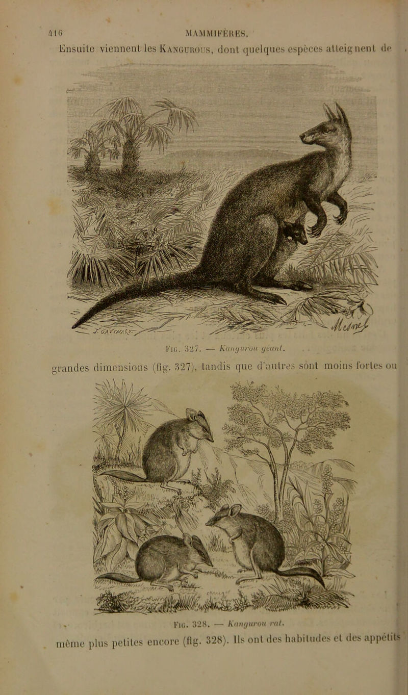 Ensuite viennent les Kanguroiis, dont quelques espèces atteignent <1<* CT-* Fr;. 327. — ktuKjuruu géant. grandes dimensions (fig. 327), tandis que d’autres sont moins fortes ou Fio. 328. — Kangurou rat. même plus petites encore (fig. 328). Ils ont des habitudes et «les appétit