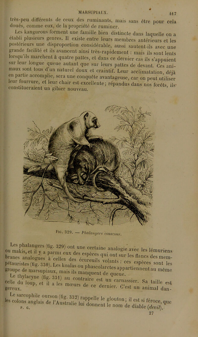 liés-peu diflérents do ceux des ruminants, uuiis sans être pour cela doués, comme eux, de la propriété de ruminer. Les kangurous forment une famille bien distincte dans laquelle on a élabli plusieurs genres. Il existe entre leurs membres antérieurs et les postérieurs une disproportion considérable, aussi sautent-ils avec une grande facilité et ds avancent ainsi très-rapidement : mais ils sont lents lorsqu’ils marchent à quatre pattes, et dans ce dernier cas ils s’appuient sur leur longue queue autant que sur leurs pattes de devant. Ces ani- maux sont tous d’un naturel doux et craintif. Leur acclimatation, déjà on paitio accomplie, sera une conquête avantageuse, car on peut utiliser our ourrure, et leur chair est excellente; répandus dans nos forêts ils* constitueraient un gibier nouveau. ’ ana!°Sie ■» lémuriens Irancs analogues à celles des écuLn«l1|°h?^“”yCS d«* mem‘ pétauristes (lig. 330). Les koalas nu nime i • ce^ esPeces sont les *uThd? mémc celle S» 'cille esl gereux. e c e nier‘ ^ est h® animal dan- Le sarcophile ourson ffîcr. 3B2) rnnnoiio n i i -, 27