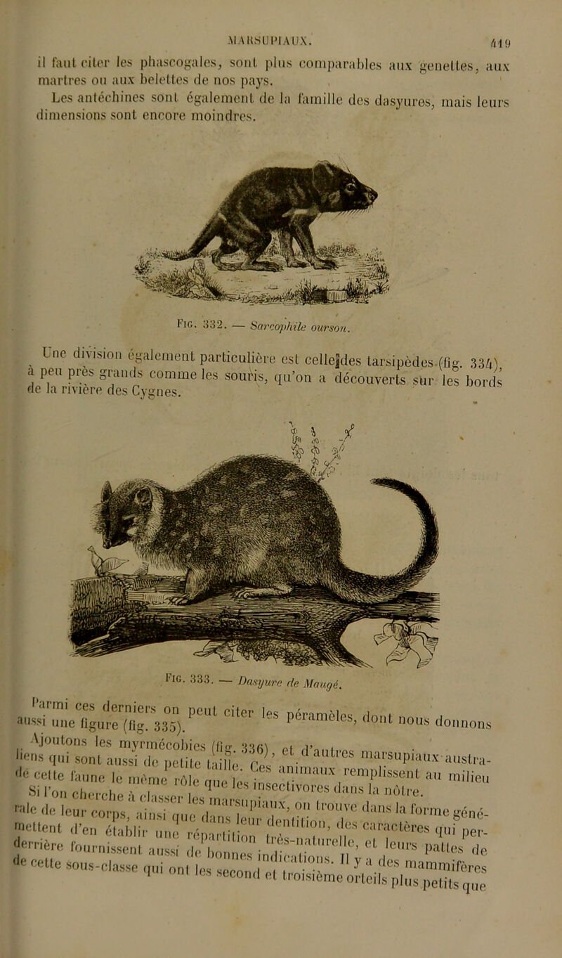 il faut citer les phascogales, sont plus comparables aux genetles, aux martres ou aux belettes de nos pays. Les antéchines sont également de la famille des dasyures, mais leurs dimensions sont encore moindres. , Une füvision également particulière est cellejdes tarsipèdes-ffig. 334) a peu près grands comme les souris, qu’on a découverts sur les bords de la riviere des Cygnes. Æ^WPeQt CilCT Péramè'0S’ d01 «»» donnons •'«n» qui sonUuTsftpfpeUte IniHe ’t'cel. d’aU,es marsupiaux-austra- ^j? “ railieu raie dû leur corps ainsîouc ||,la,,x> 011 tro«ve dans la forme géné- >elienf d’e„ SIS£' »> ^ ictères */£ derrière fournissent aussi Abonnes in 1|^“'llreIIe’ el ic,'s pattes de * C8Ue SOÜ5-C,a8SC '« et
