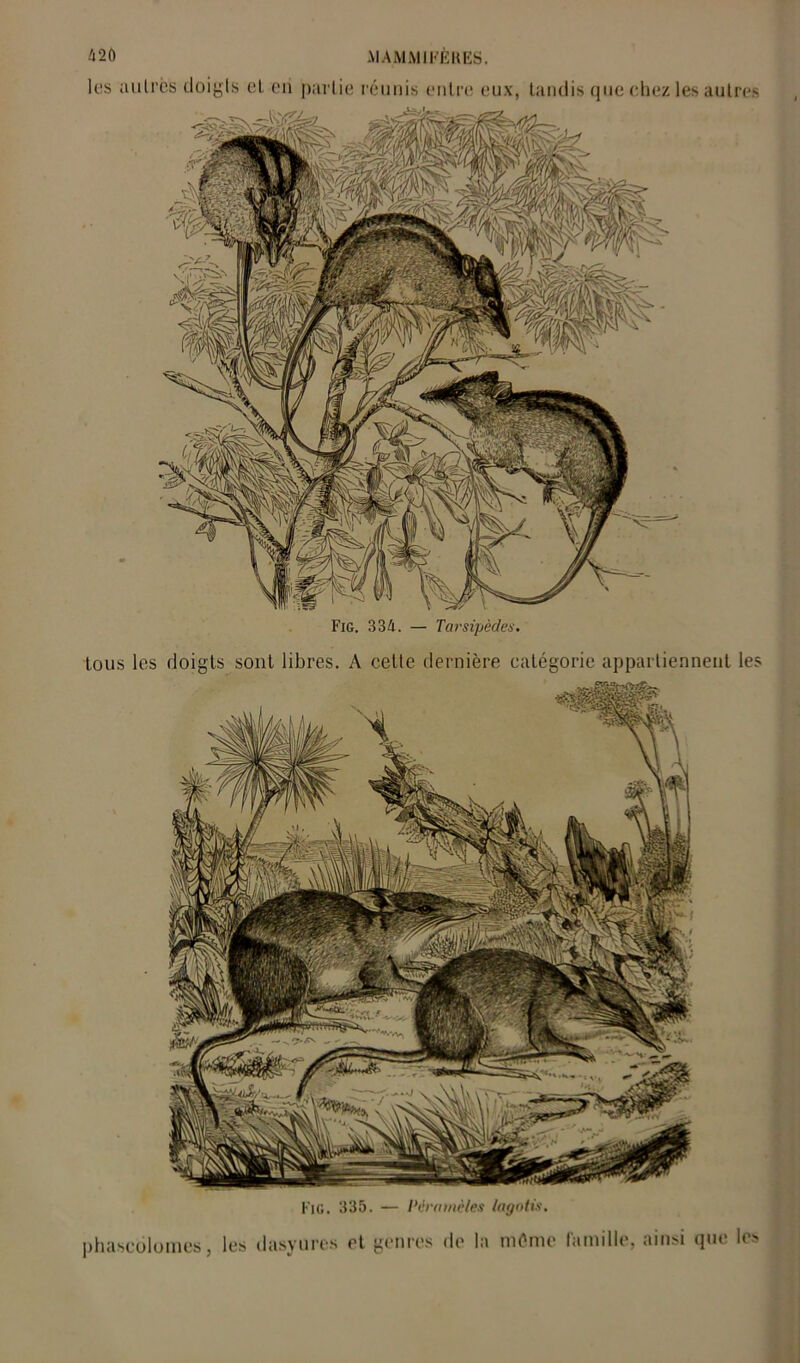 les autres doigts et en partie réunis entre eux, tandis que chez les autres Fig. 334. — Tarsipèdes. Fig. 335. — Pêrtitnèles lagotis. tous les doigts sont libres. A cette dernière catégorie appartiennent les phaseolomes, les dasyures et genres de la môme famille, ainsi que les